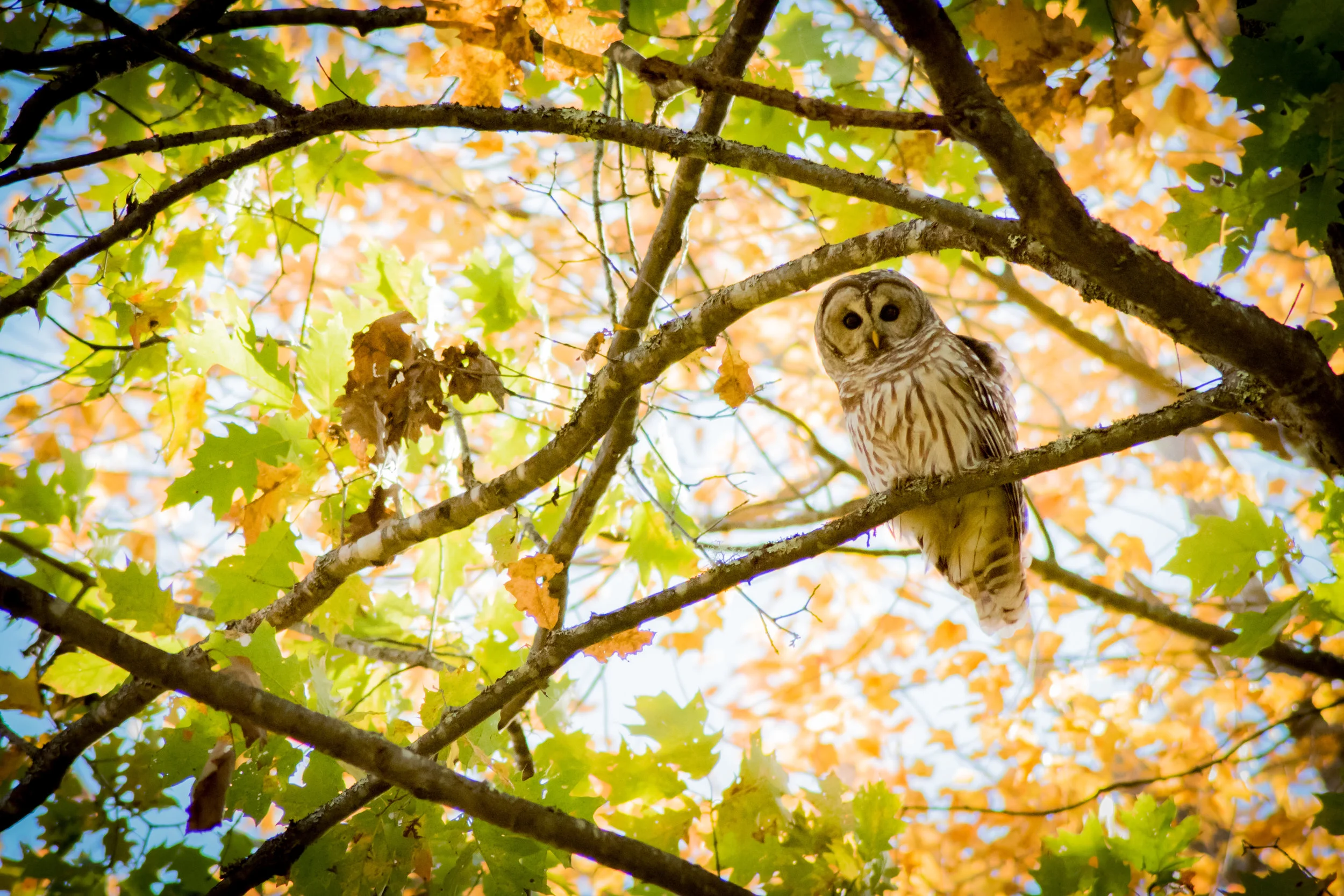 Barred Owl