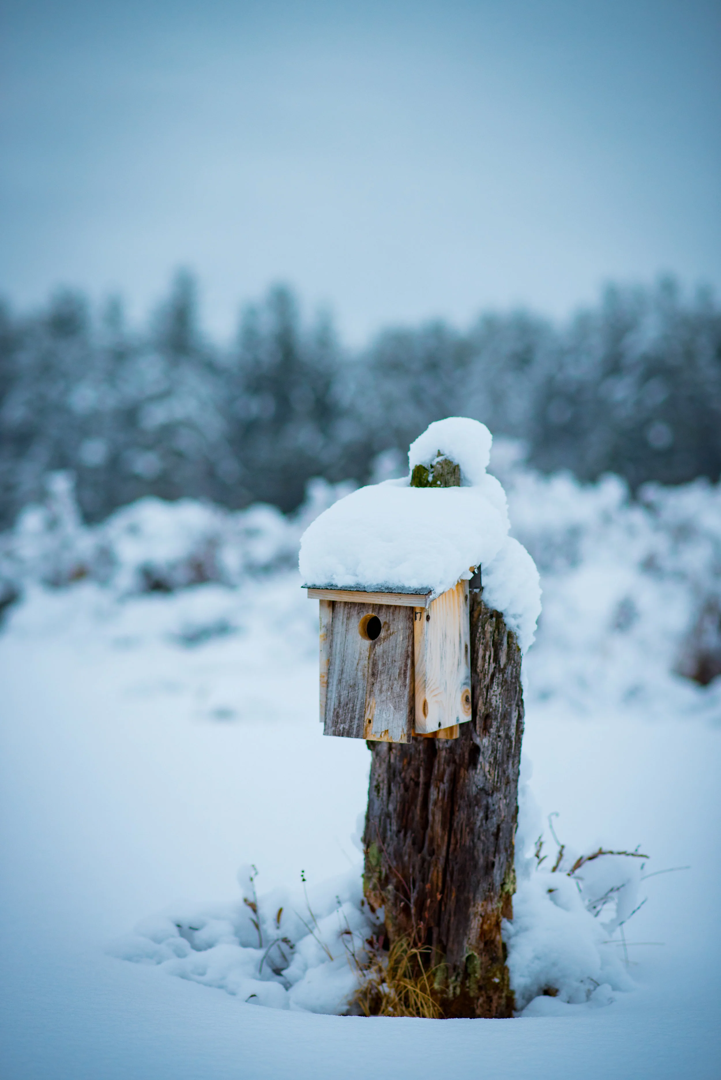 Snowy Birdhouse