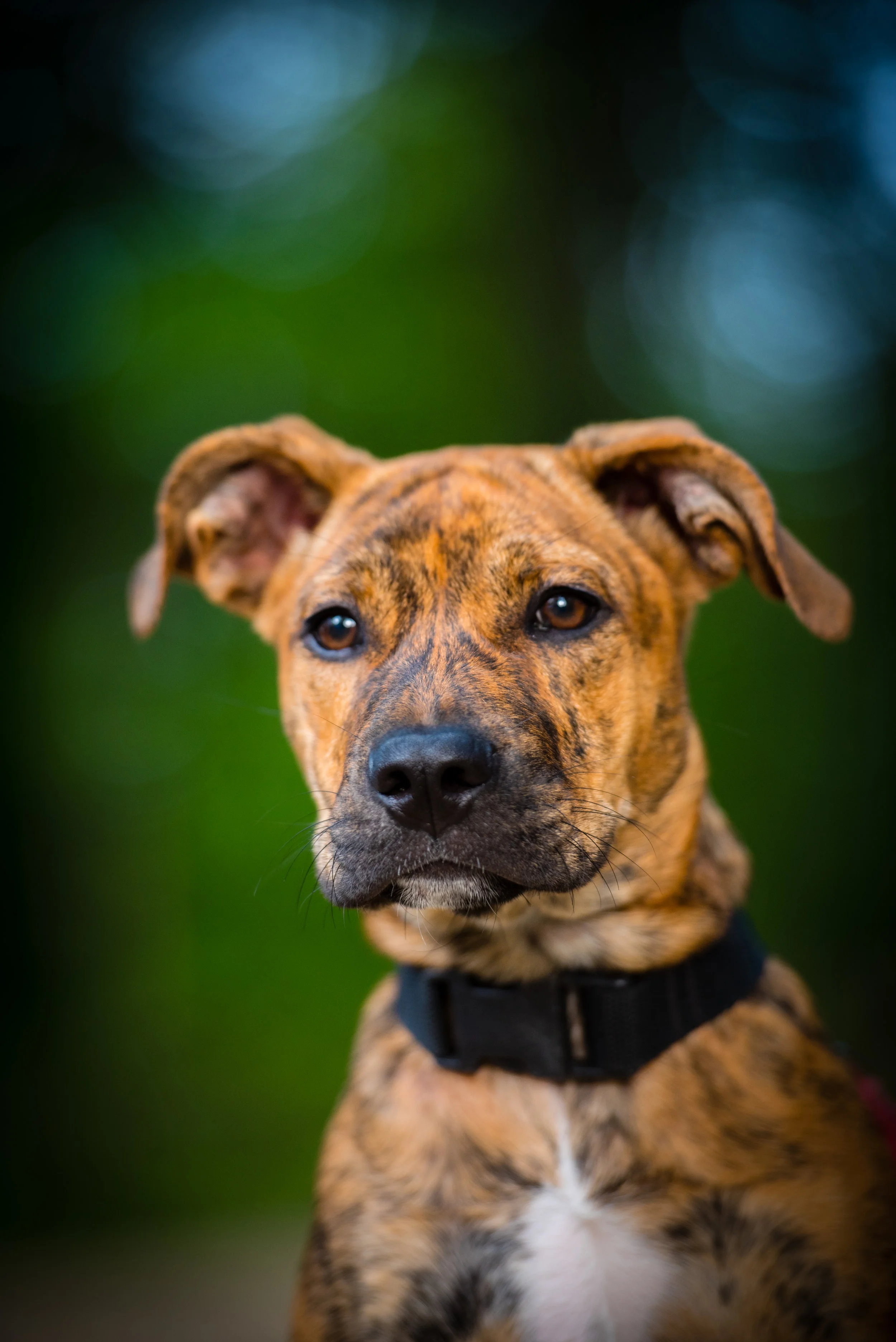 Dog Portrait