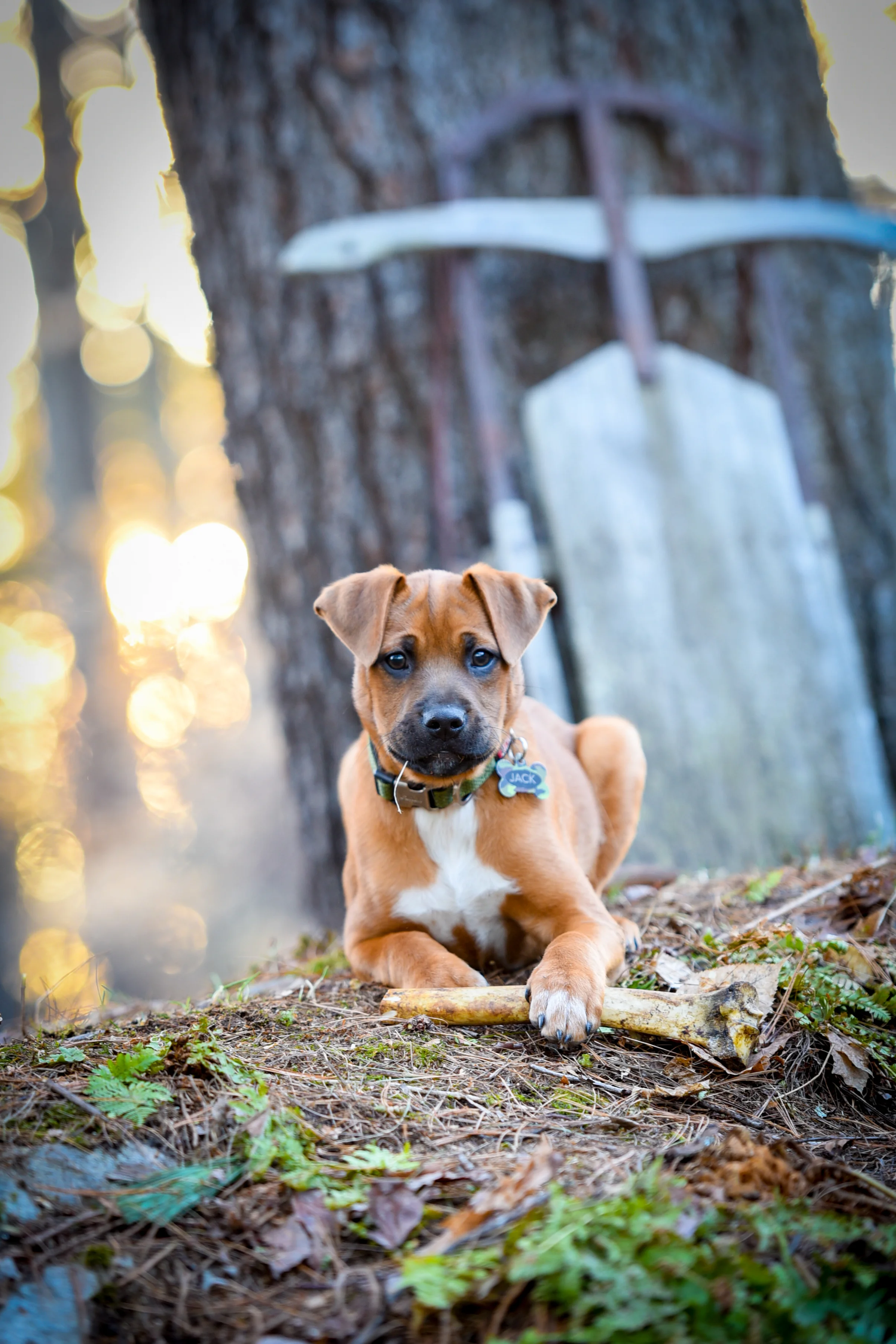 Puppy at Sunset