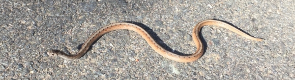A Brown Snake ( Storeria dekayi ) found on the Salem Creek Greenway