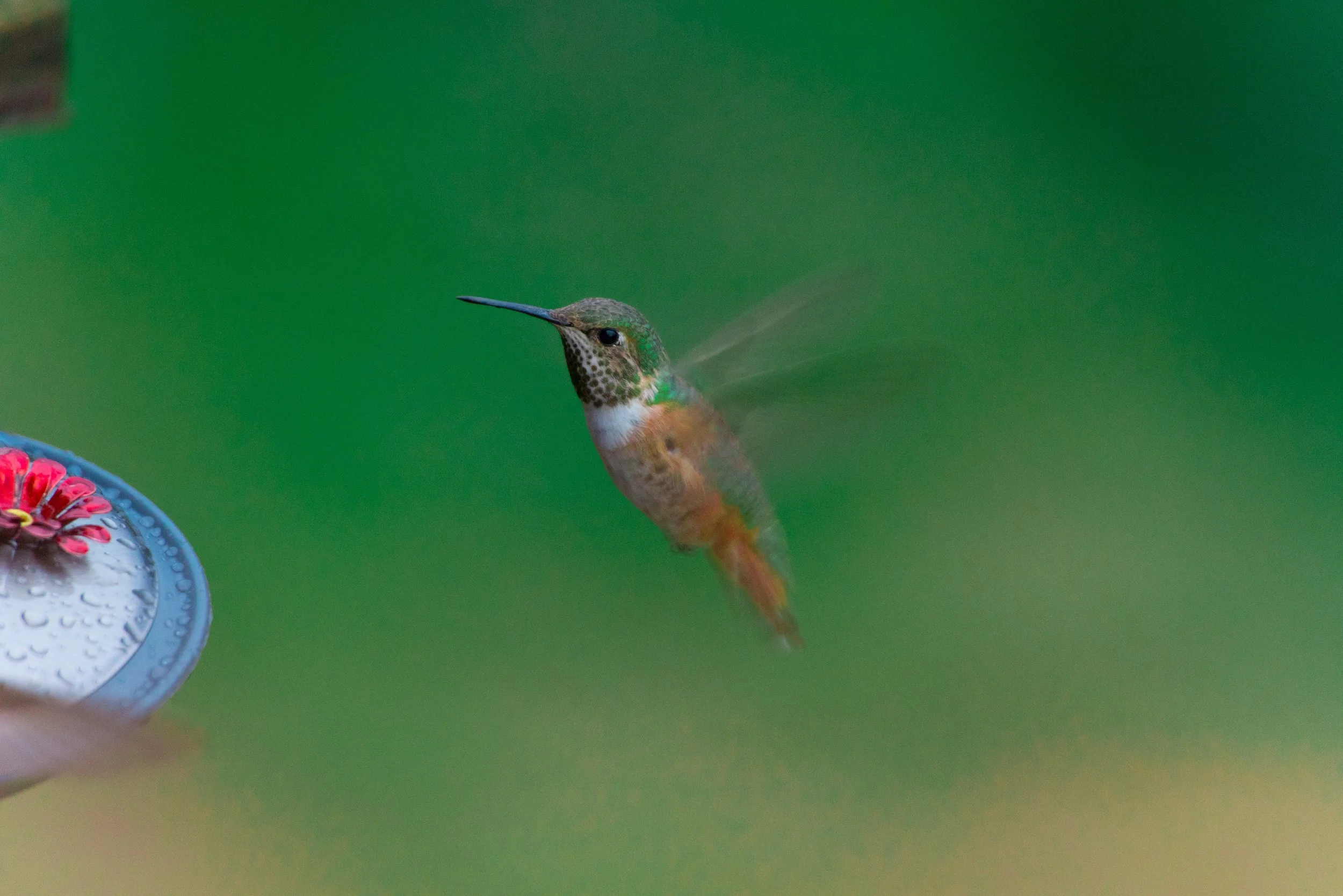 Hummingbirds like the one pictured here play an important role in pollination. Photo Courtesy of Zac Durant on Upsplash