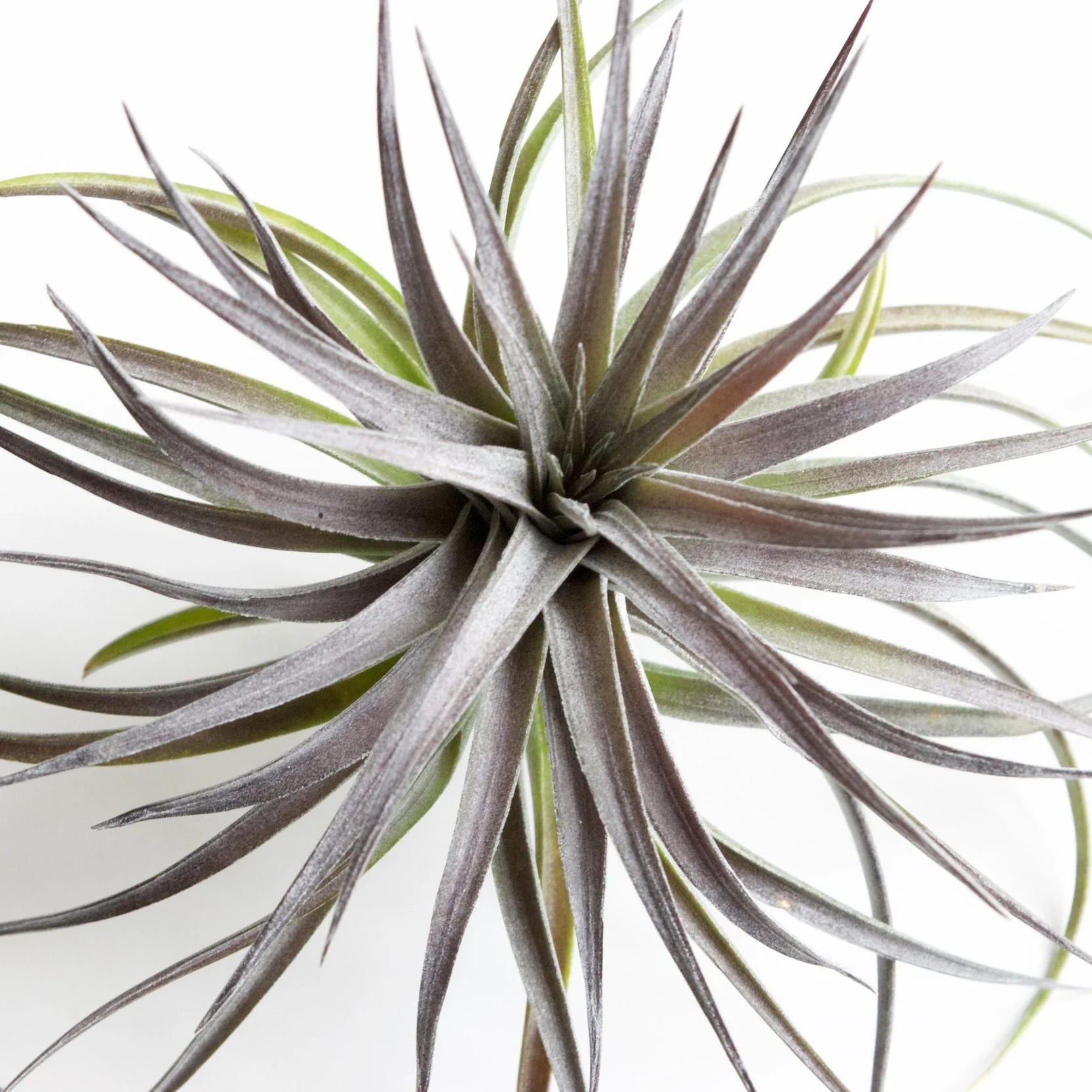 faux lavender plant Faux Lavender Bunch – Dear Grace Home Interiors