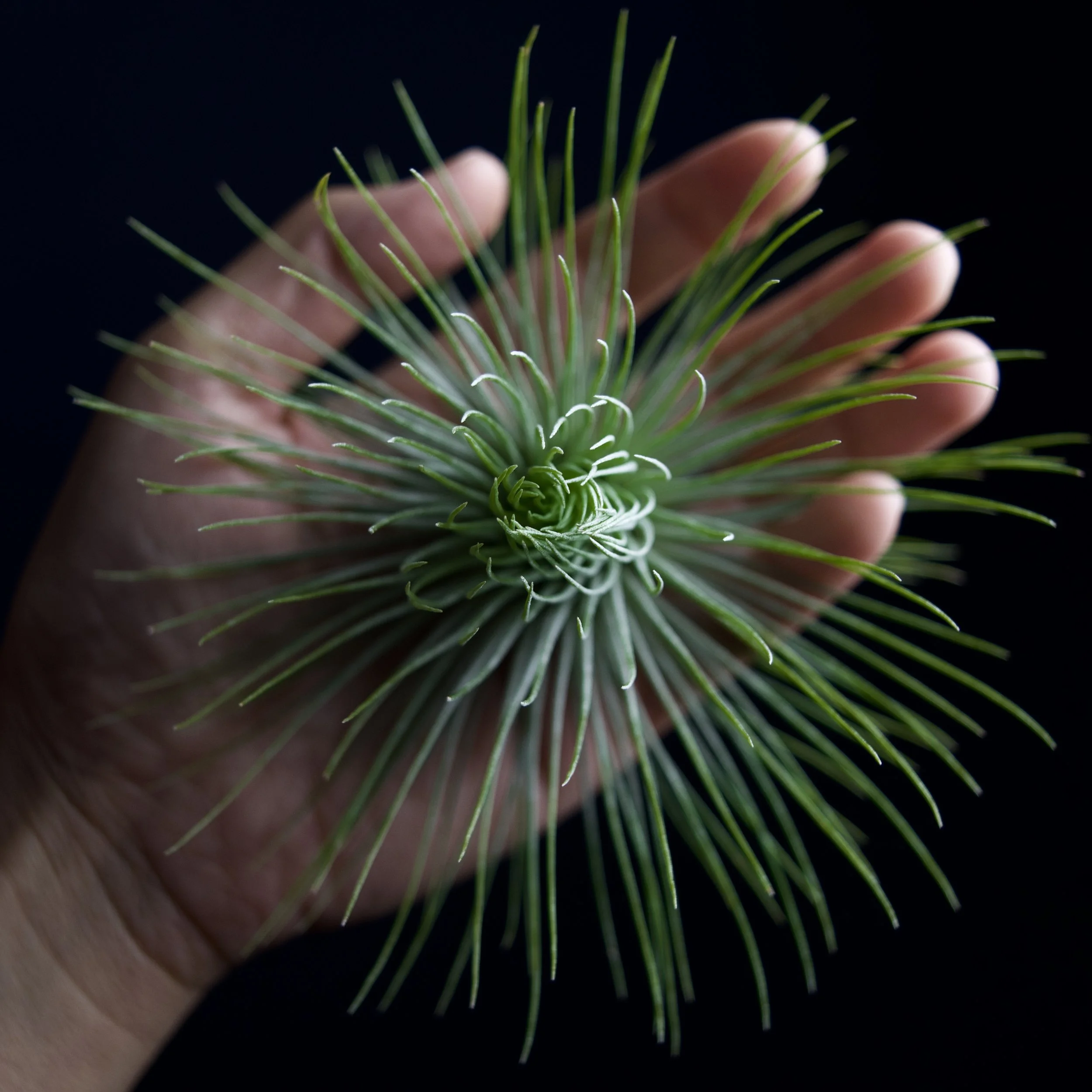 Tillandsia Andreana — SPYLOH Greenhouse