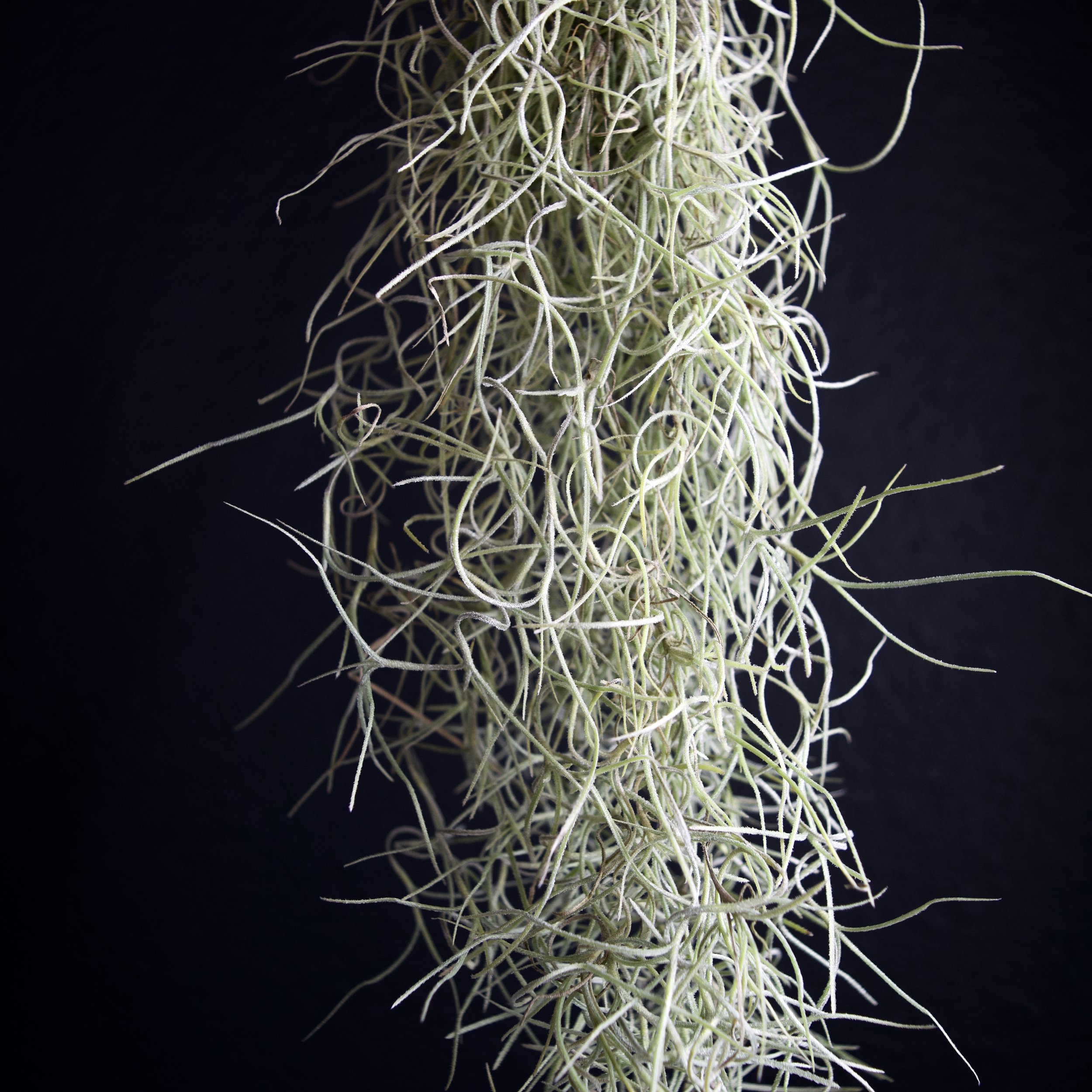 Tillandsia 'Usneoides Silver Sage' Spanish Moss – ECOVIBE