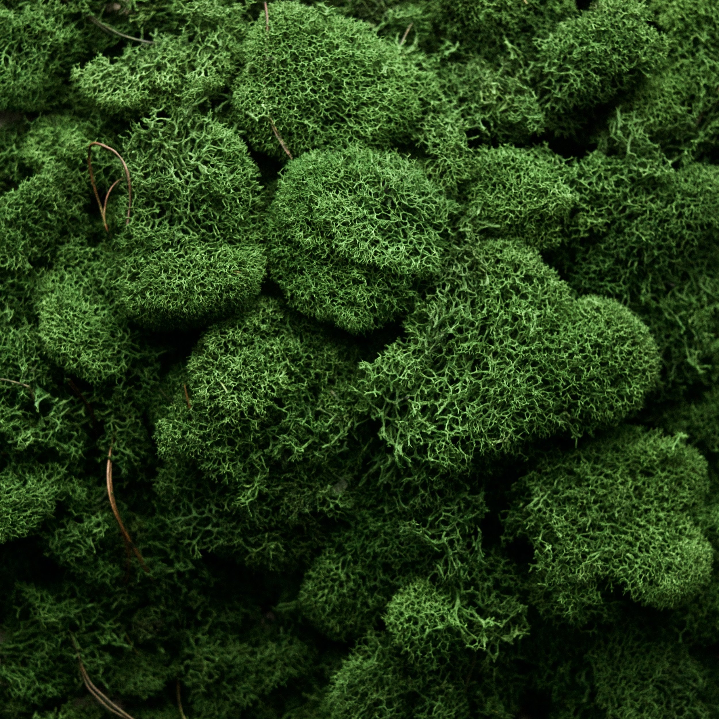 ORGANIC AND NATURAL GREEN MOSS FOR PLANTS / ORGANIC GREEN DRIED