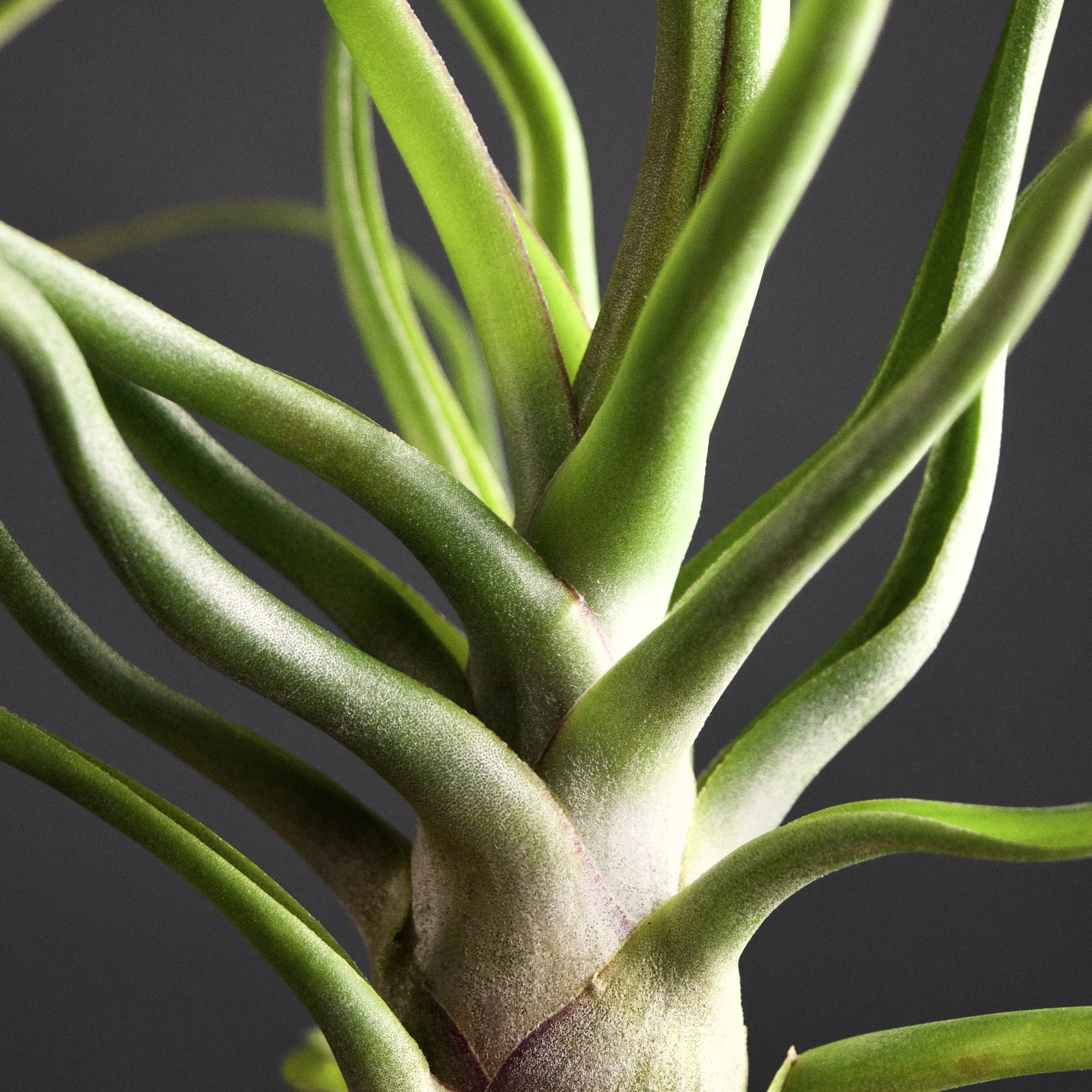 チランジア ty x Showtime Showtime (T. bulbosa X T. streptophylla) – Air Plant Hub