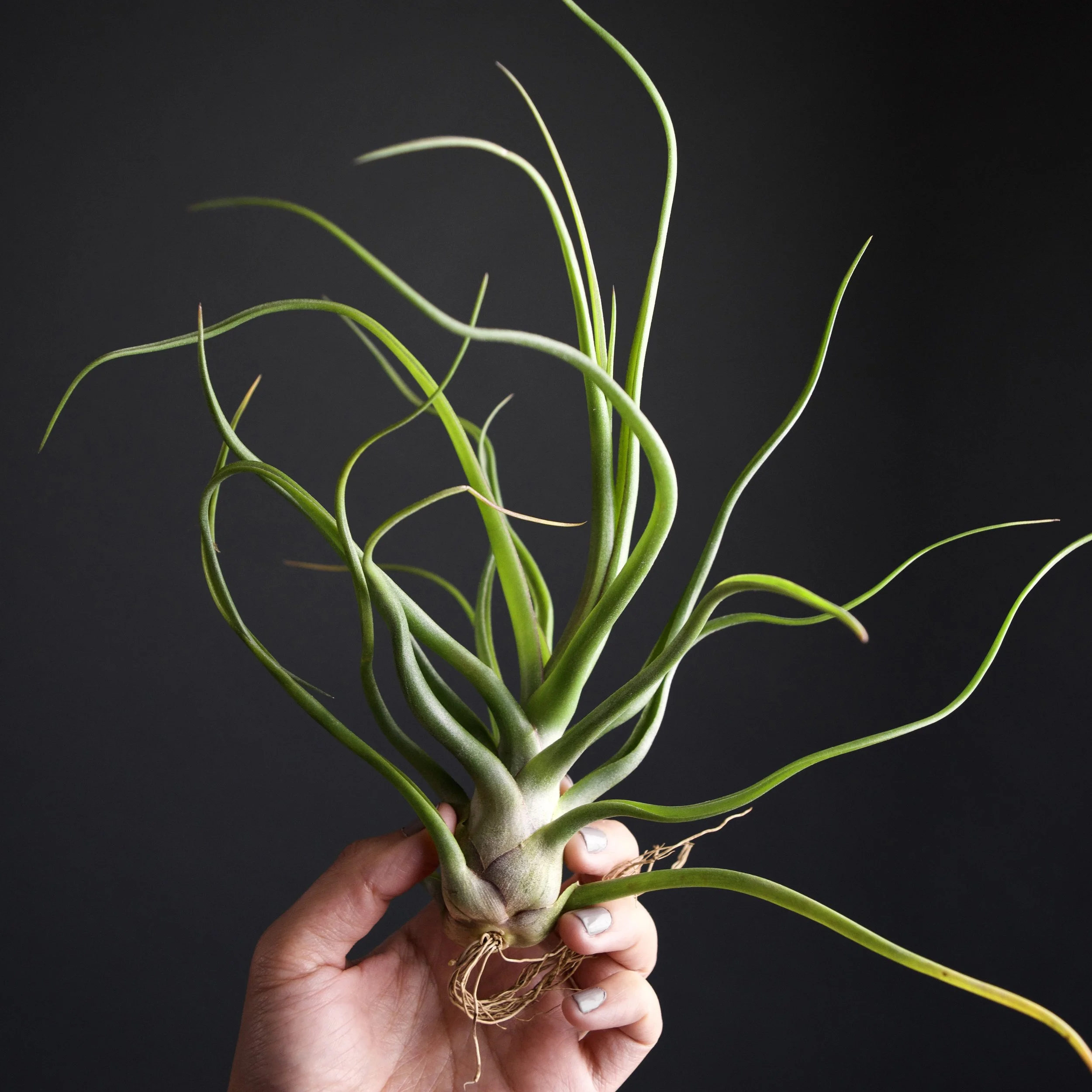 チランジア ty x Showtime チランジア・ショータイム（ショウタイム） Tillandsia Showtime
