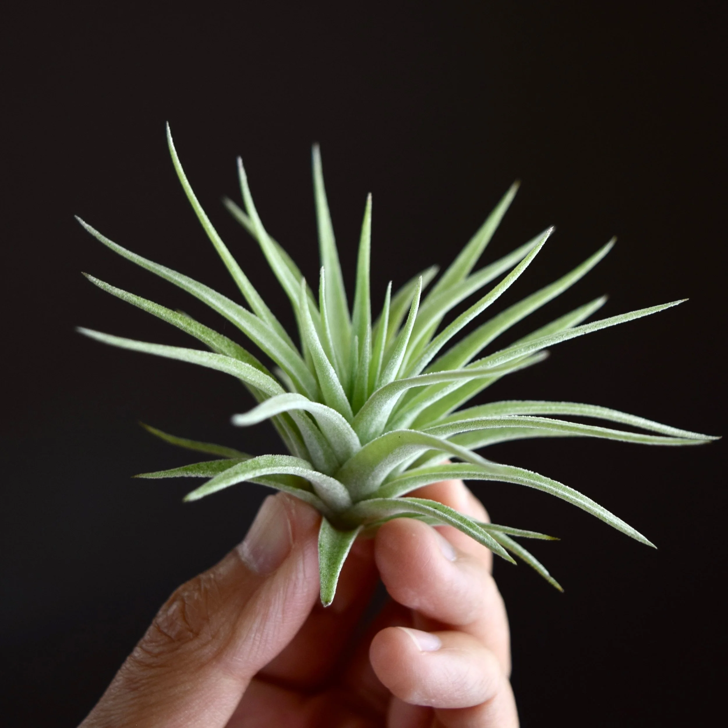 DSC_1188.jpeg?format=2500w