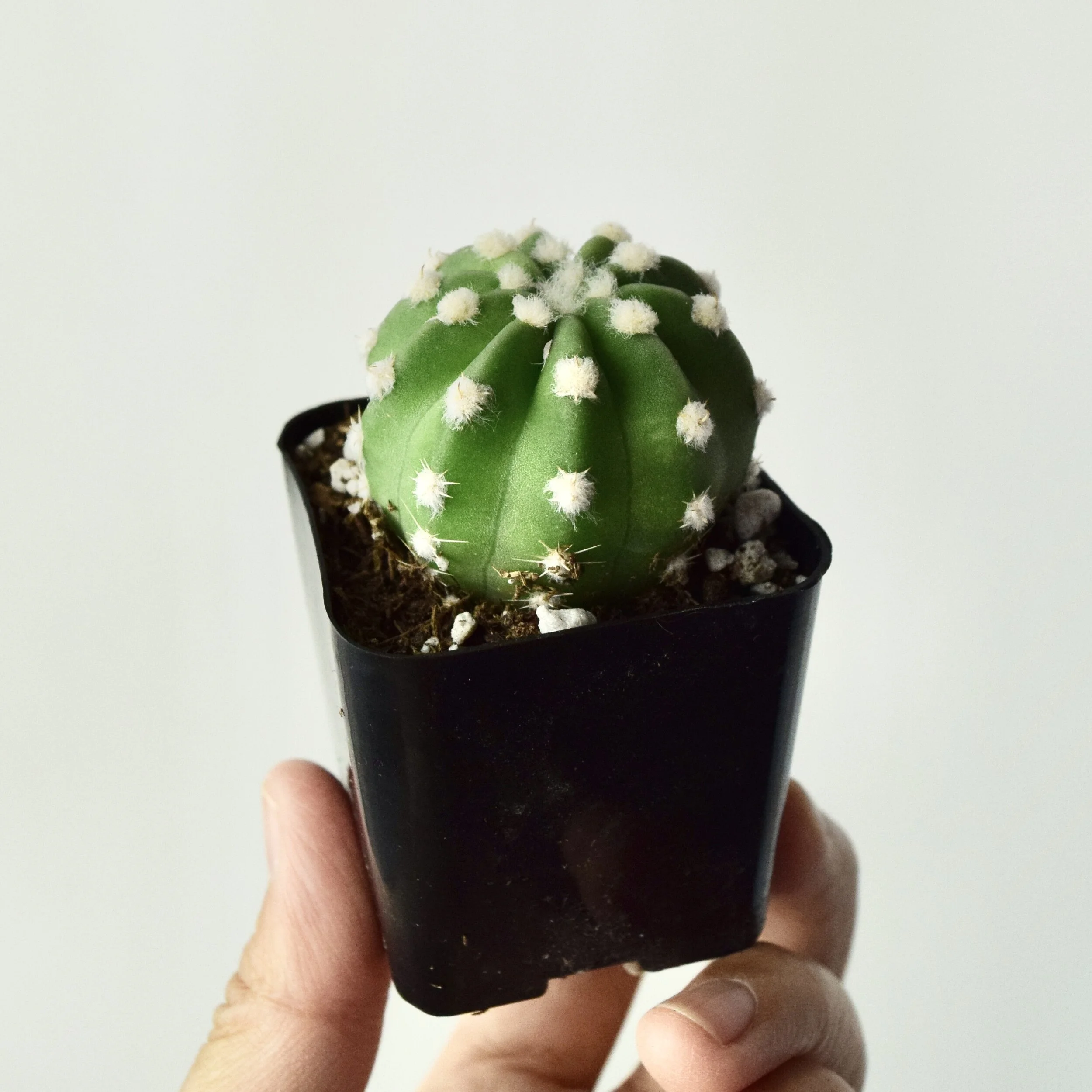 Echinopsis Subdenudata - Domino Cactus  SPYLOH Greenhouse