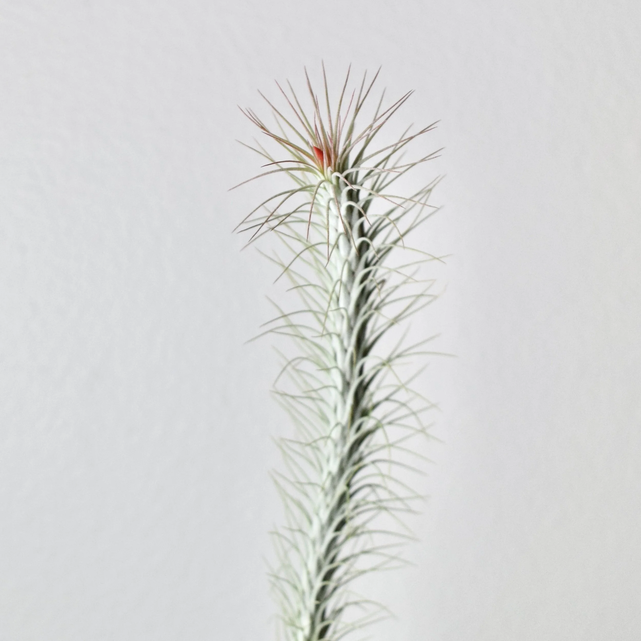111817D3-7D61-4068-B452-F05DFD1BB147_1_201_a.jpeg