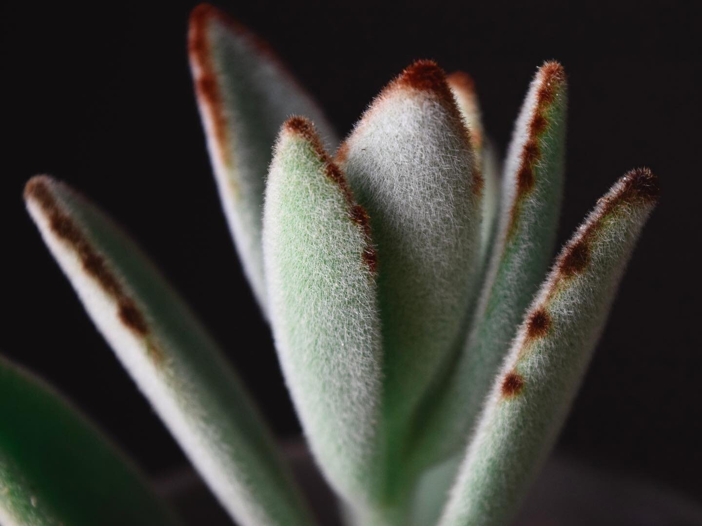 Panda Plant - Kalanchoe tomentosa
.
Velvety soft and cuddly. Also known as Pussy Ears.