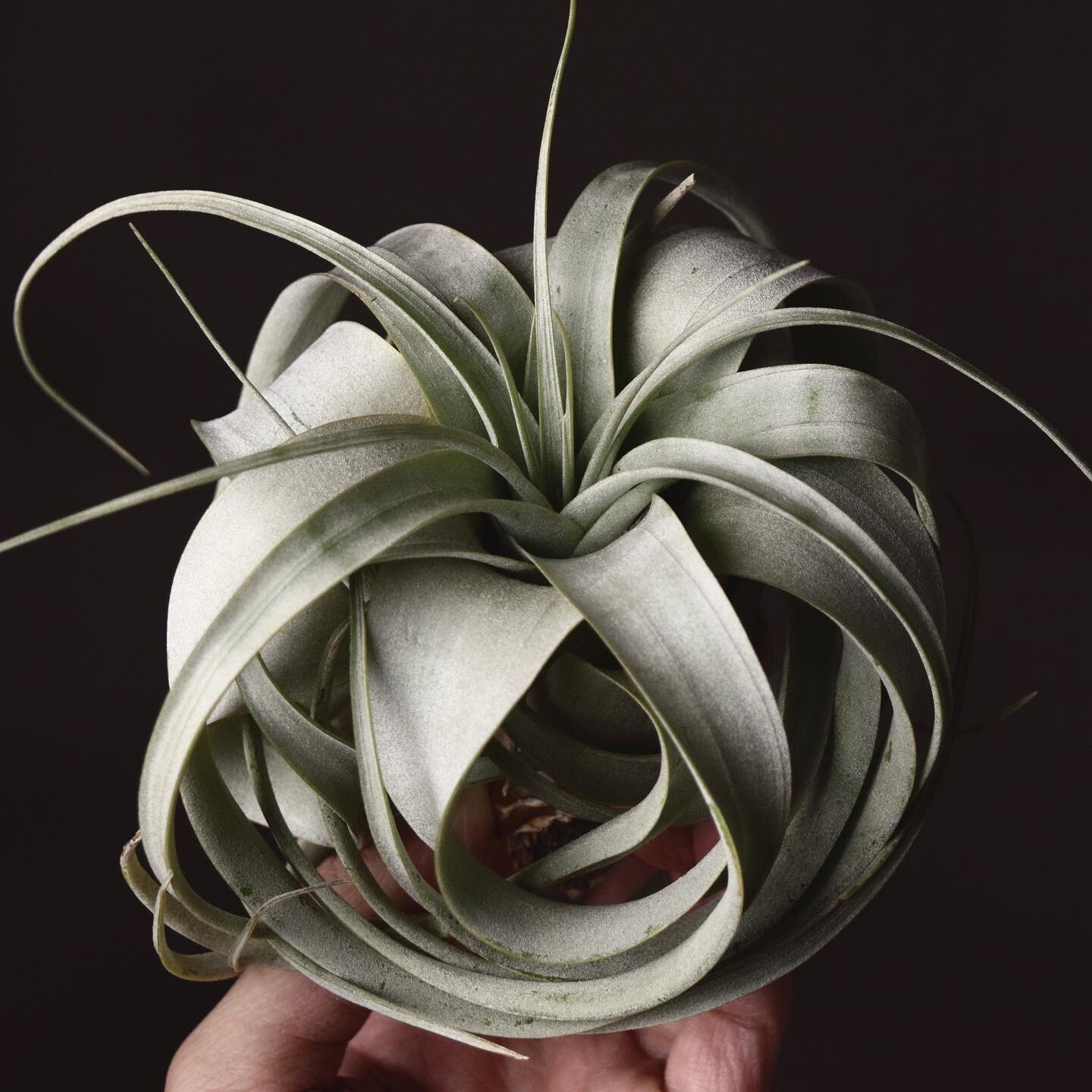 Bonus xerographica + 10% off orders of $75+
.
Use code XERO10. For a limited time.