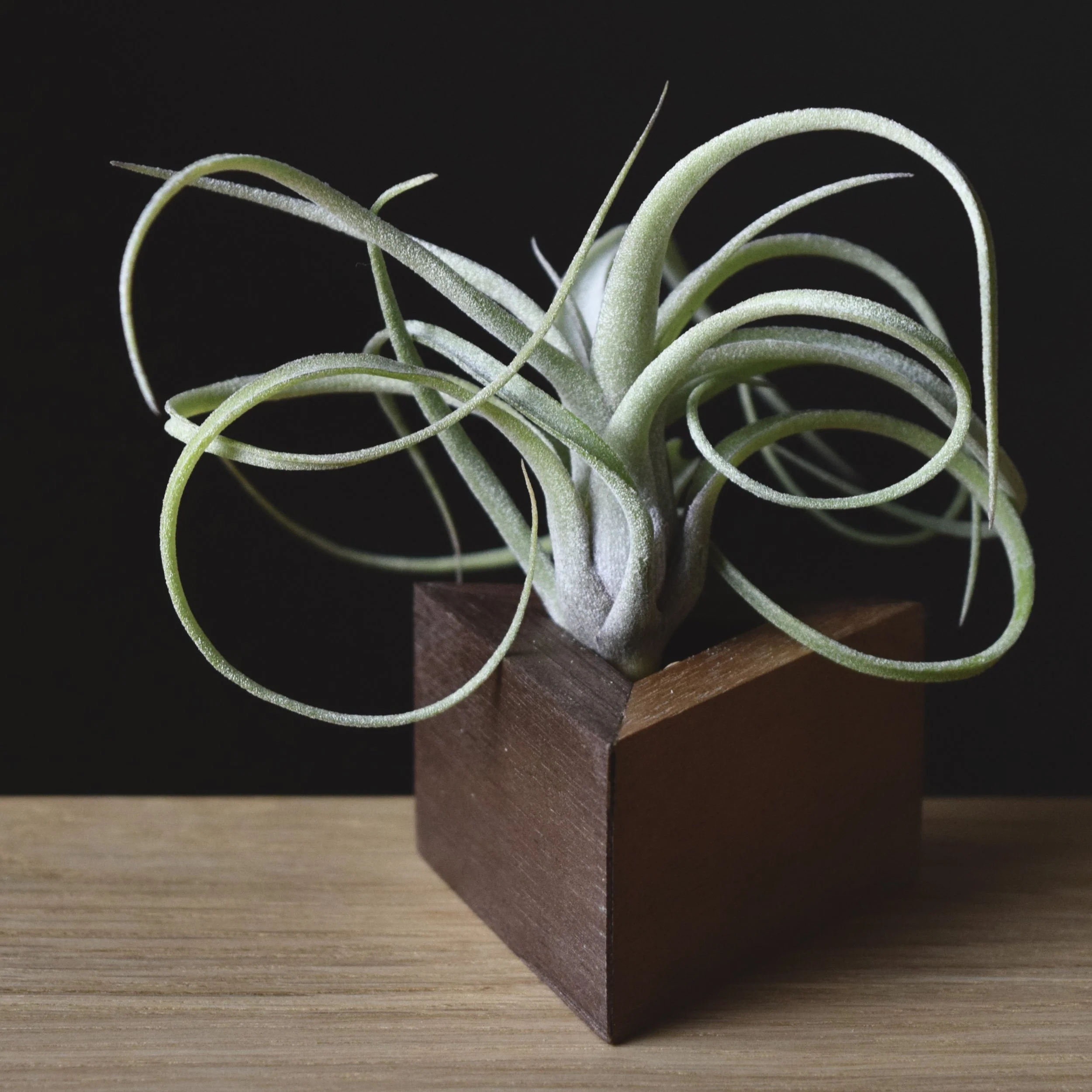 【速達発送】Tillandsia Curly Fatso Tillandsia ionantha curly leaf x streptophylla #airplants