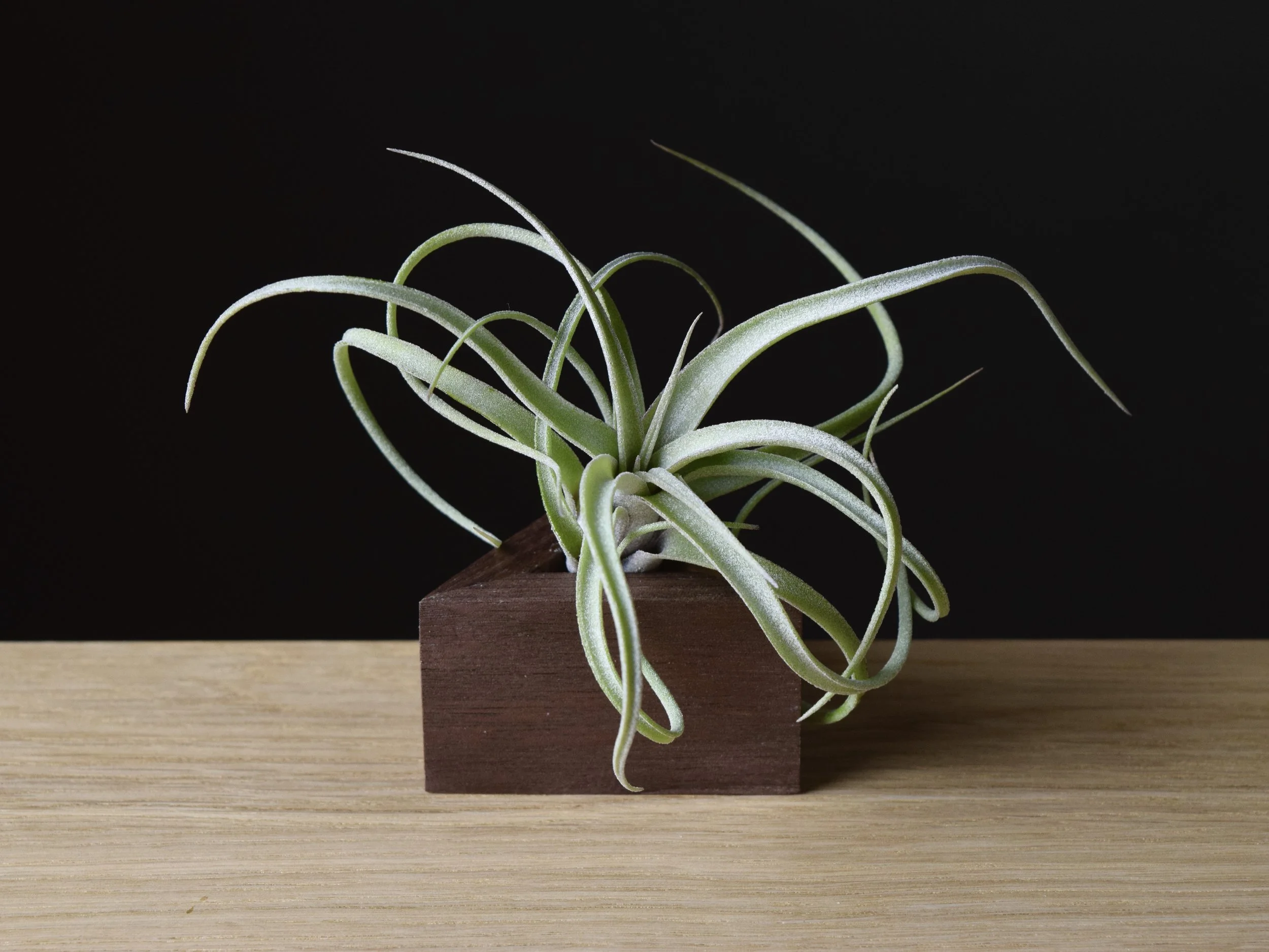 Tillandsia 