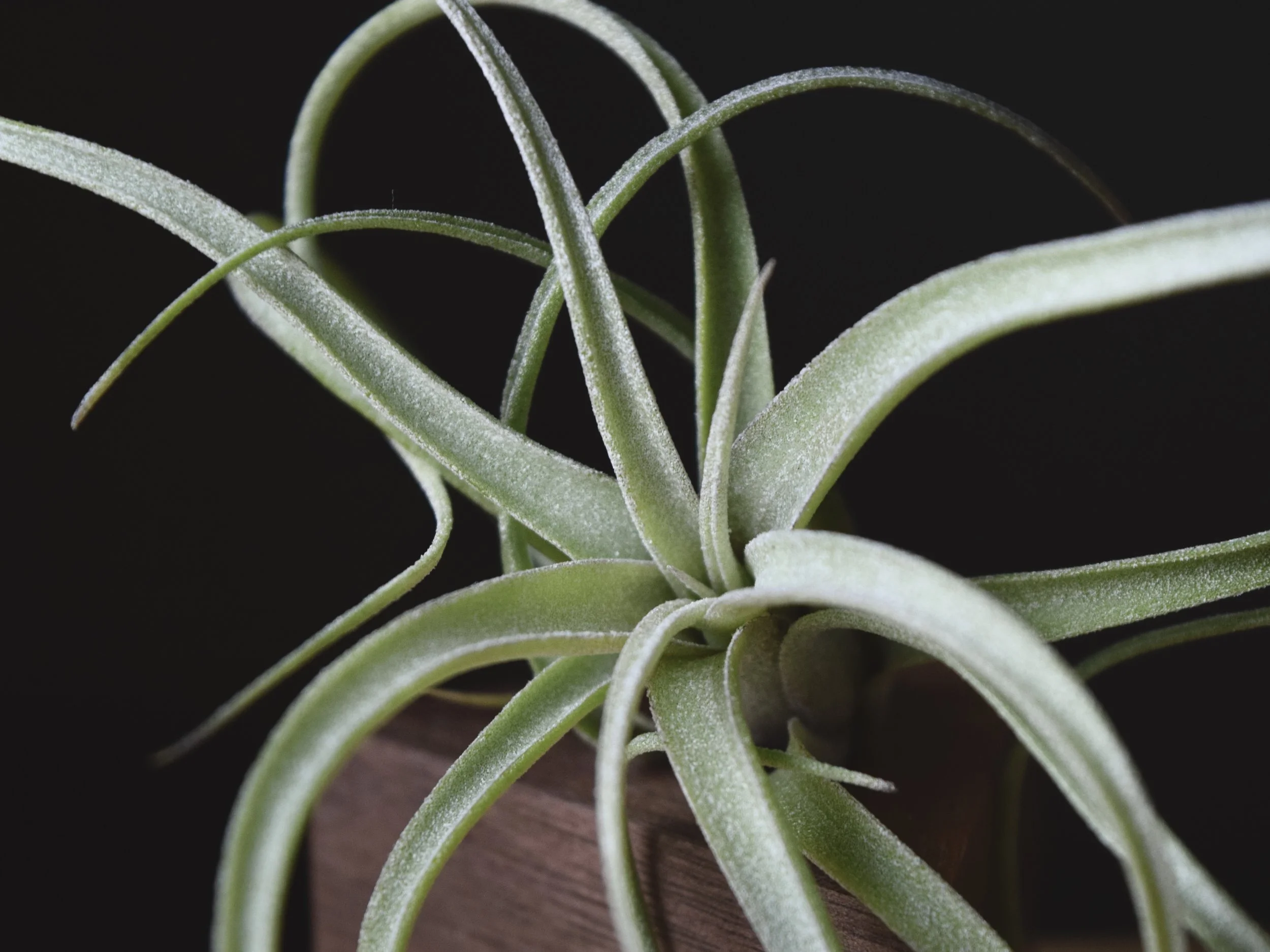 Tillandsia Hedgehog 速達発送 Tillandsia 'Hedgehog' cv. of ionantha 最上級高級イオナンタ