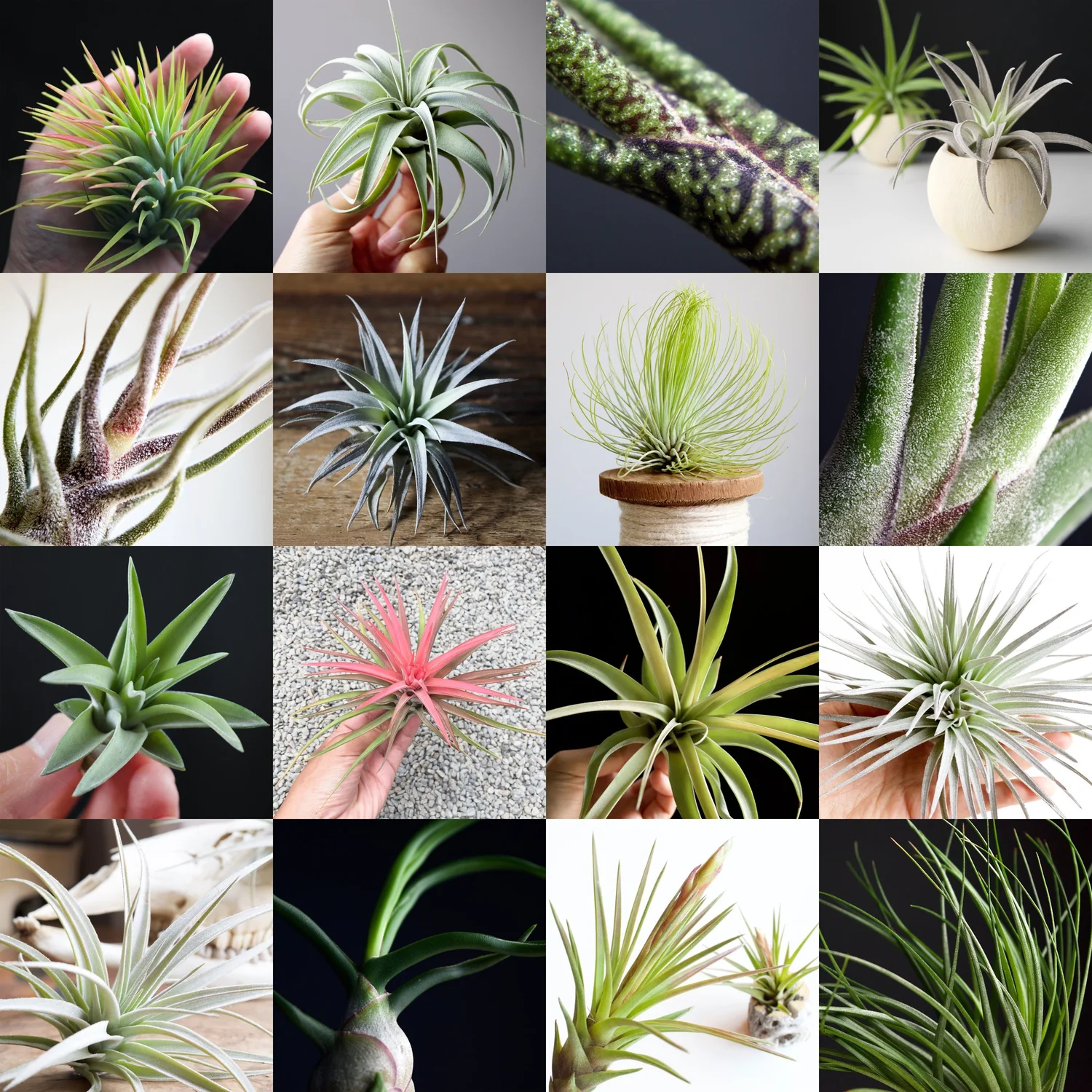 Collectors — SPYLOH Greenhouse