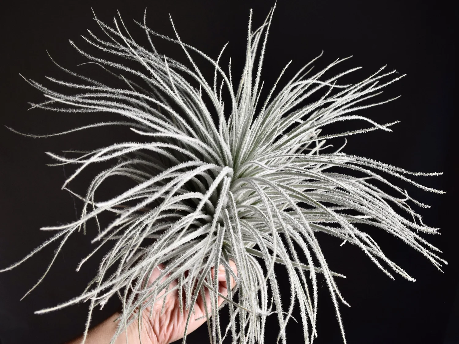 Collectors — SPYLOH Greenhouse