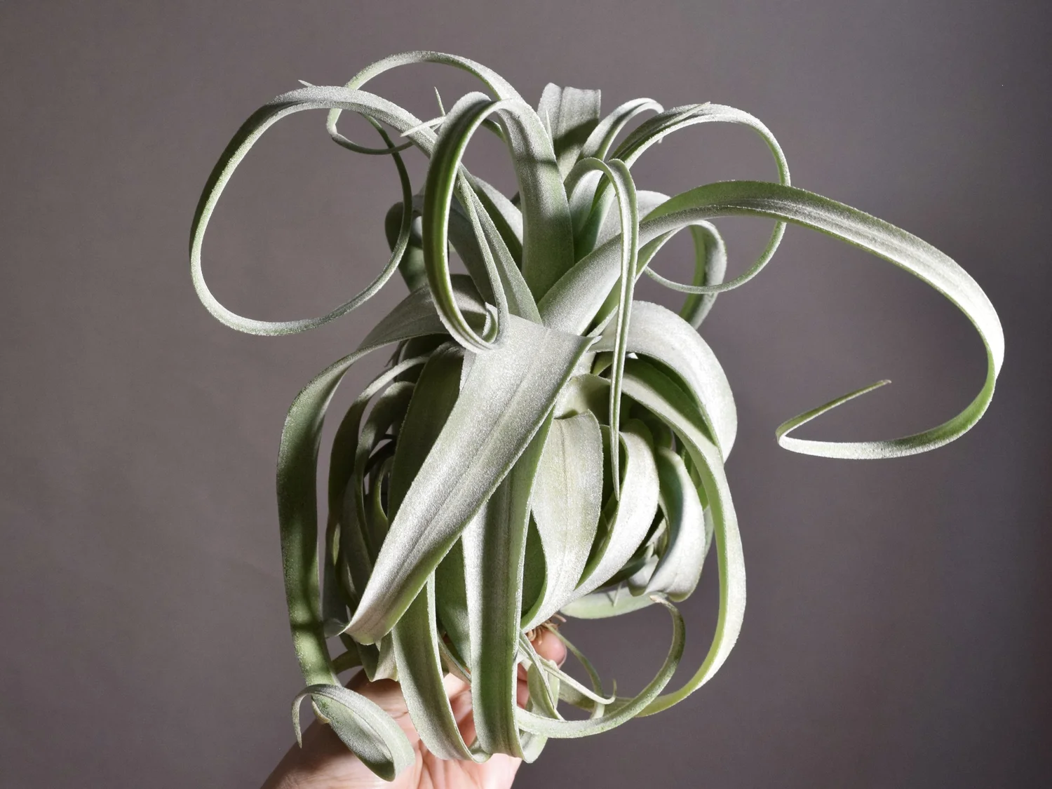 Collectors — SPYLOH Greenhouse