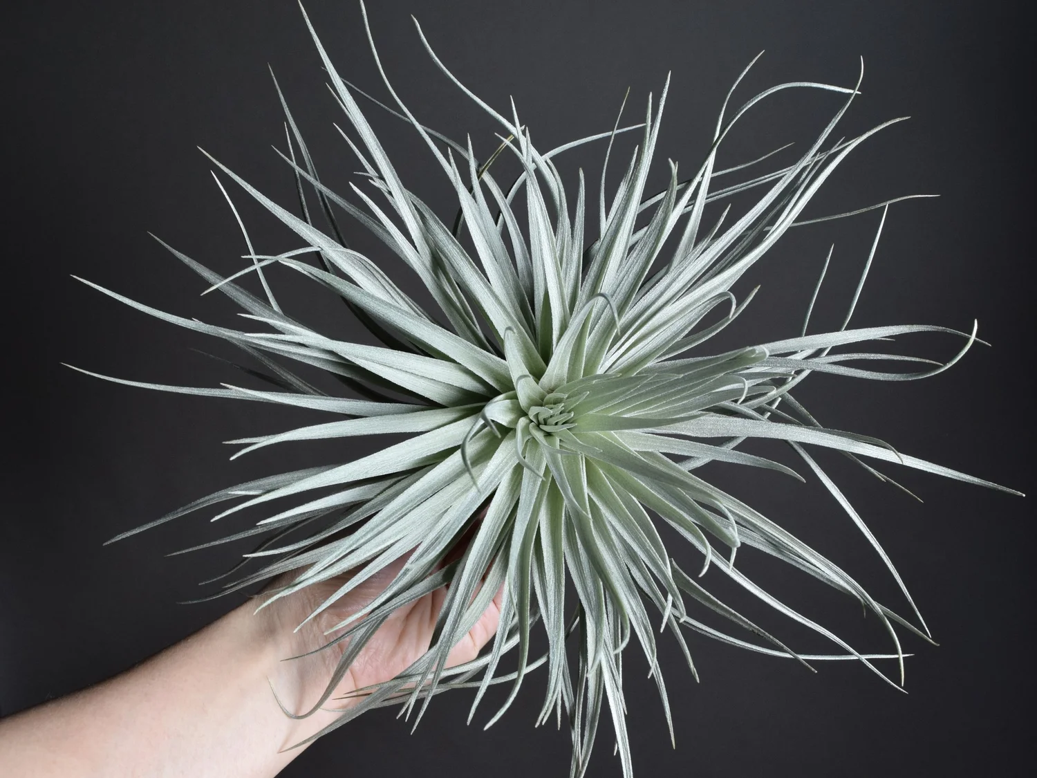 Collectors — SPYLOH Greenhouse