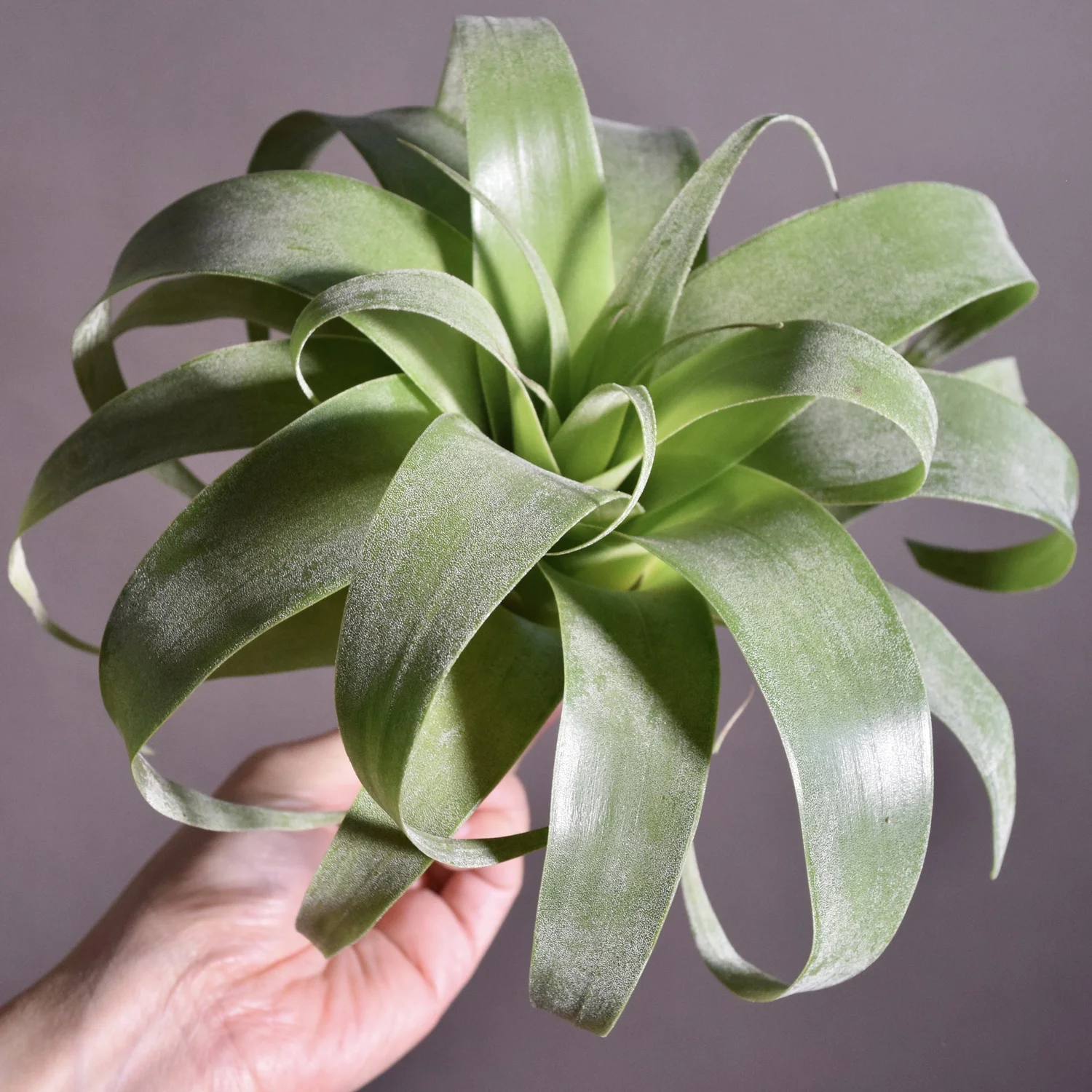 Collectors — SPYLOH Greenhouse