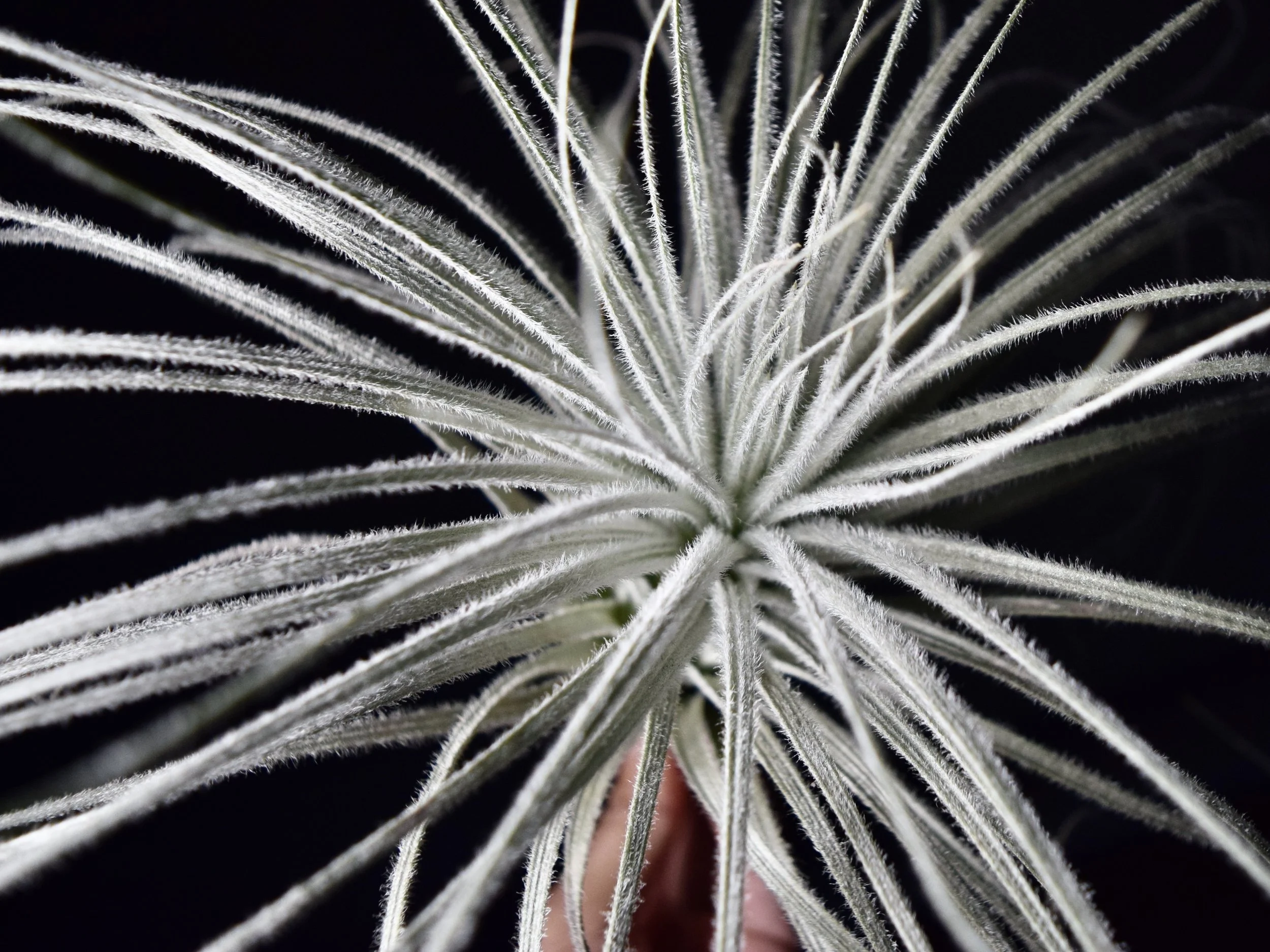 DSC_0011.jpeg