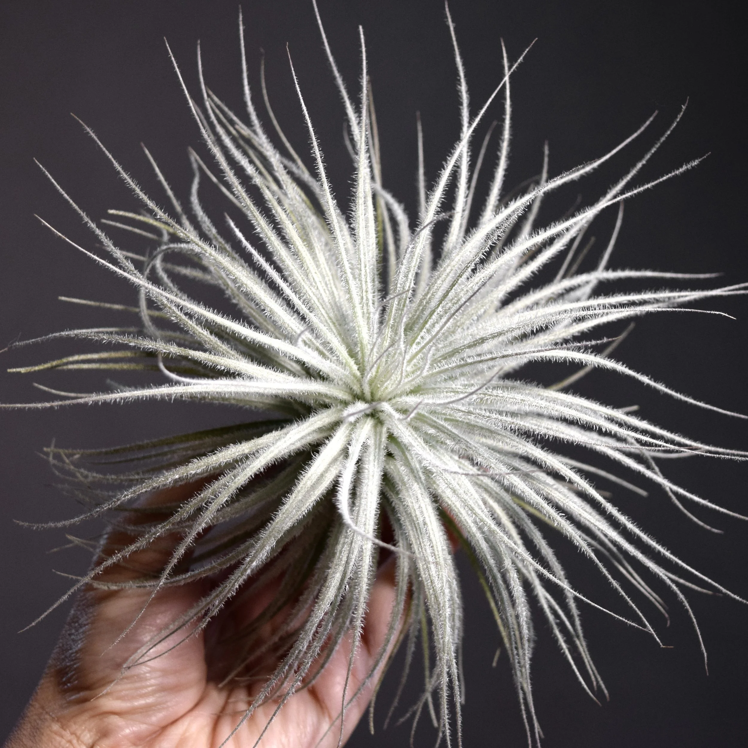 Tillandsia Tectorum Ecuador  SPYLOH Greenhouse