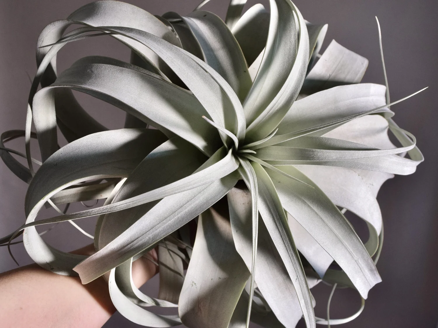 Collectors — SPYLOH Greenhouse