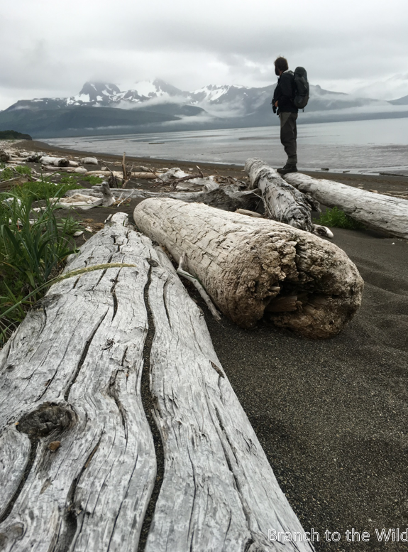 Bear Guiding in Hallo Bay, Katmai National Park Alaska