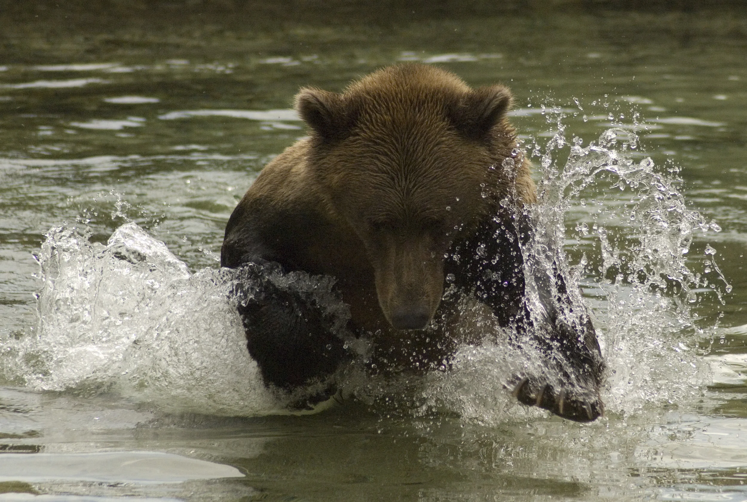 Alaska Wildlife Photography Tours