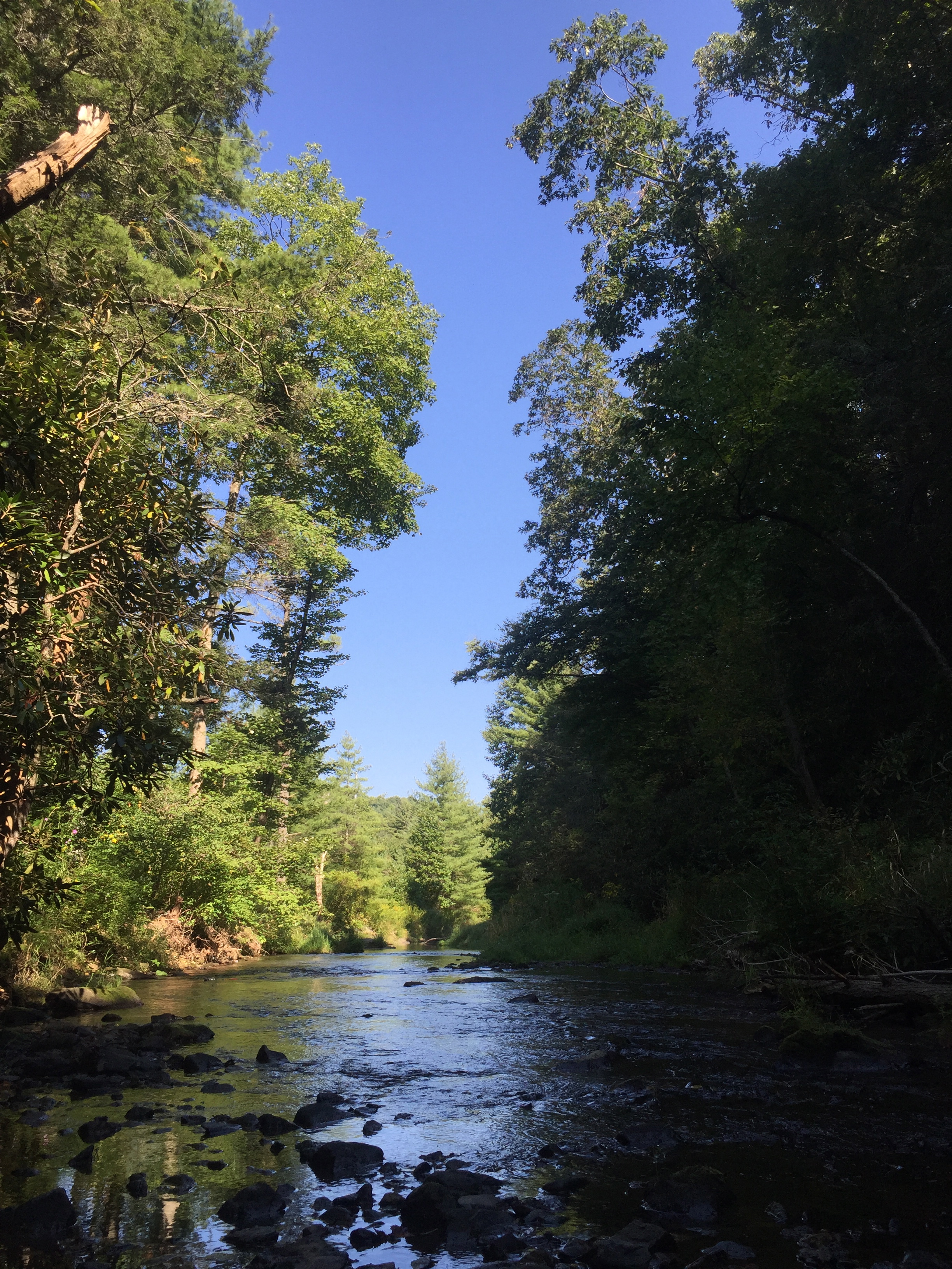 Middle Fork of the South Fork New River - future access site of the river on the Middle Fork Greenway!