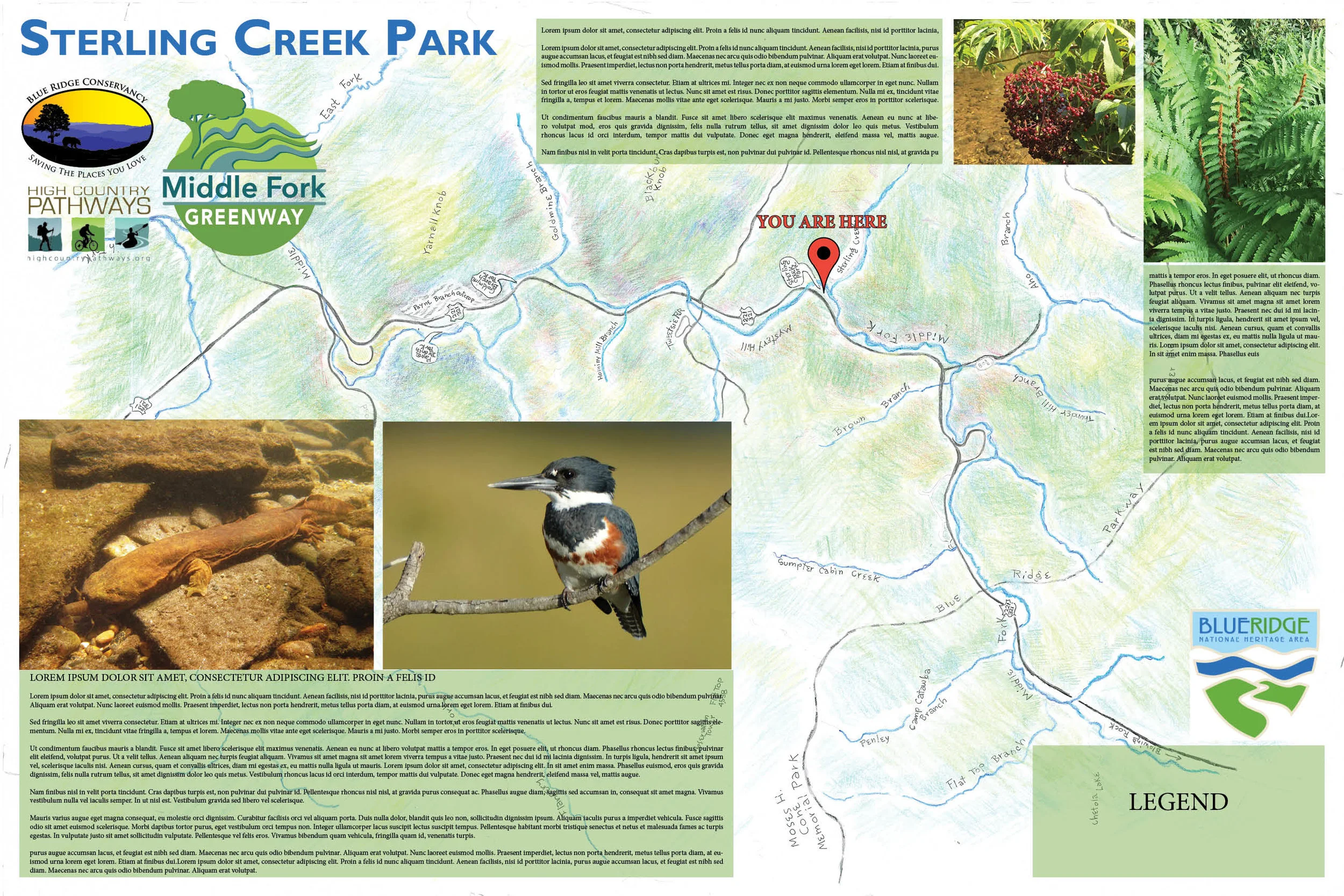 Sterling Creek Park Kiosk is still under construction.  Check back soon for updated content.  Many trees grow in this park–white pine, red maple, sugar maple, yellow birch, rhododendron, northern red oak, black cherry, hemlock, black locus…