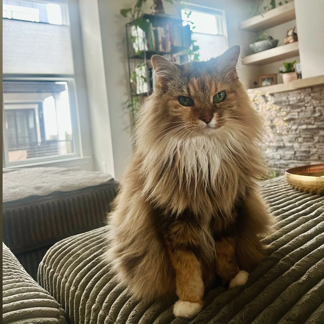 Snow days. Storm days. Arctic temperature days. All after Winter Break. 
This Winter has brought a lot of pauses at home. 
Alaska seems pleased with the extra attention, but I think she&rsquo;s starting to question my employment status.

#teacherlife