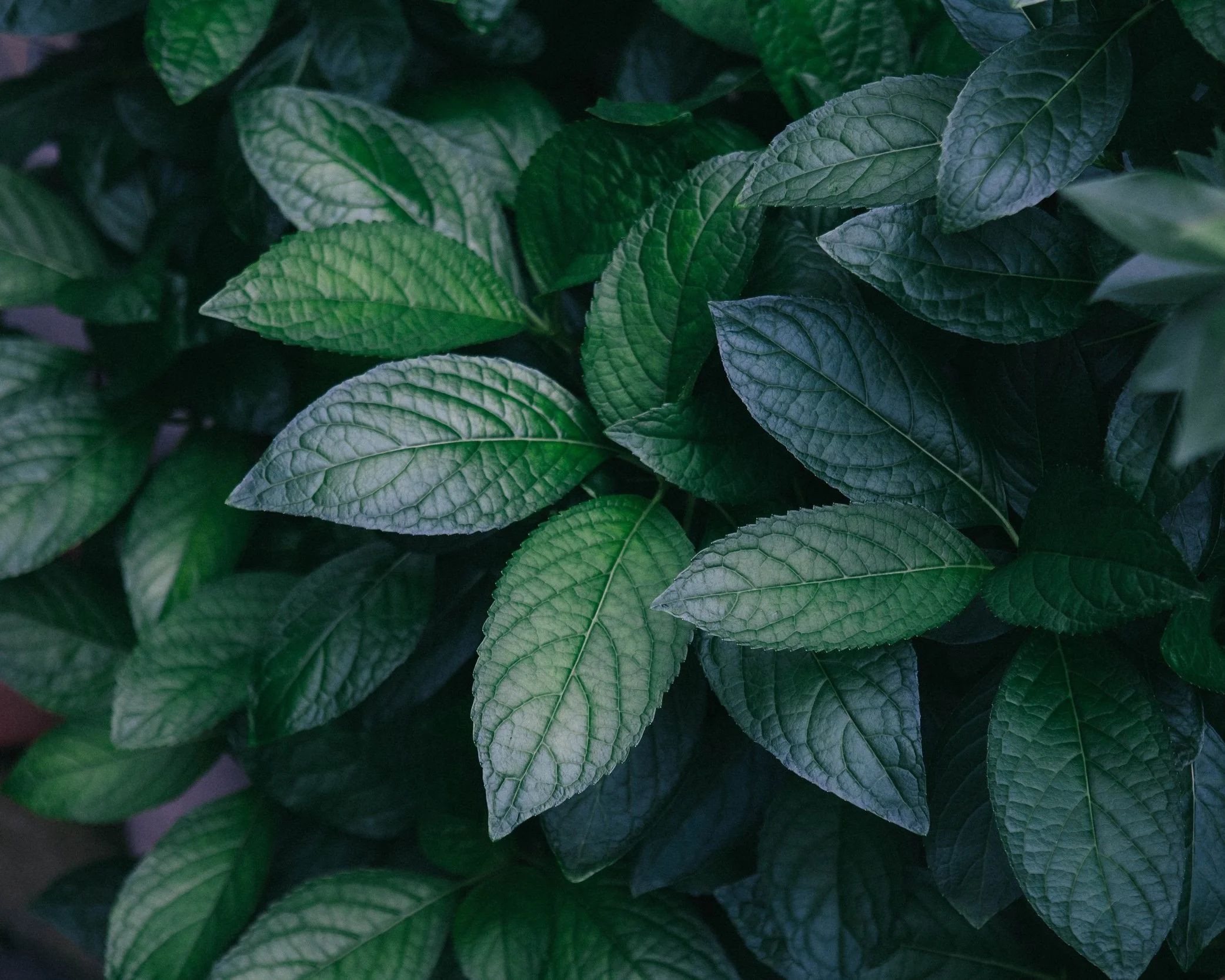 mint.jpg