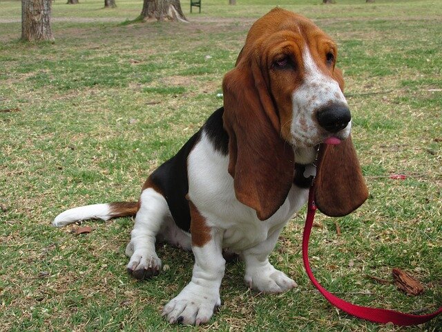 BASSET HOUND GIFTS