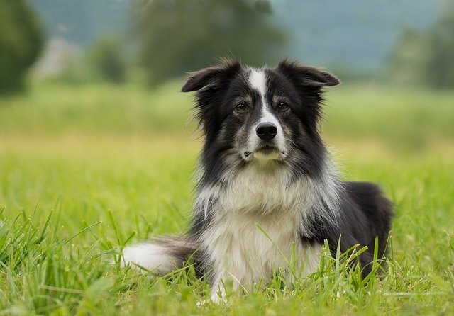 BORDER COLLIE GIFTS