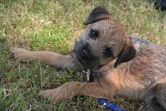 BORDER TERRIER GIFTS