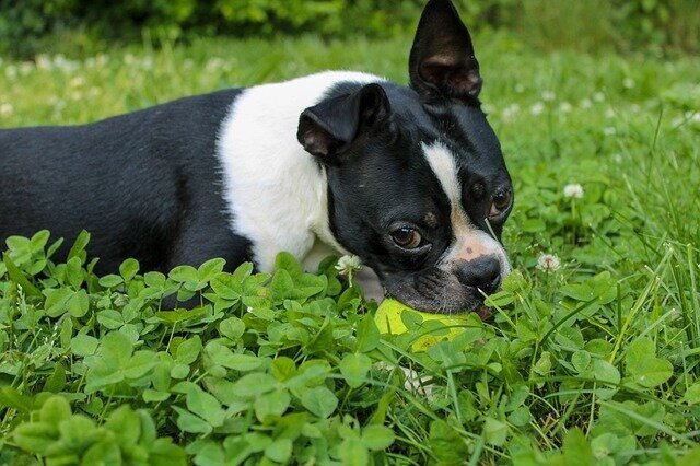 BOSTON TERRIER GIFTS