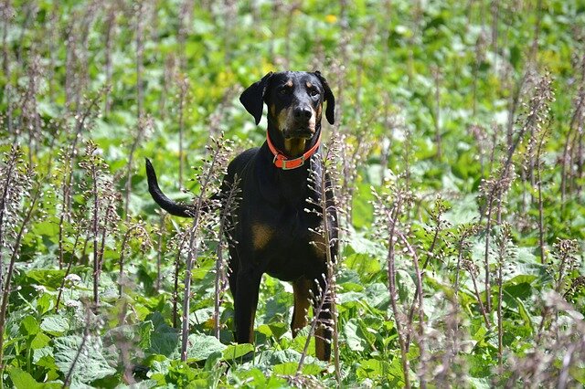 DOBERMAN GIFTS