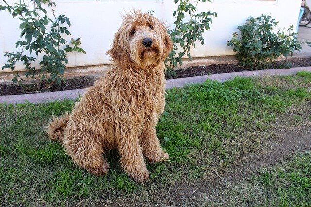 LABRADOODLE GIFTS