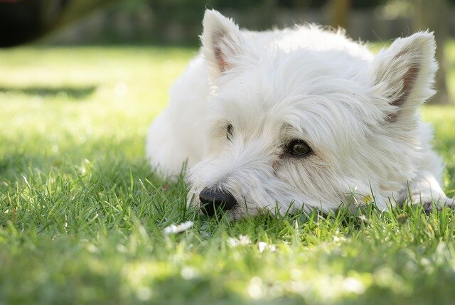 WEST HIGHLAND TERRIER GIFTS
