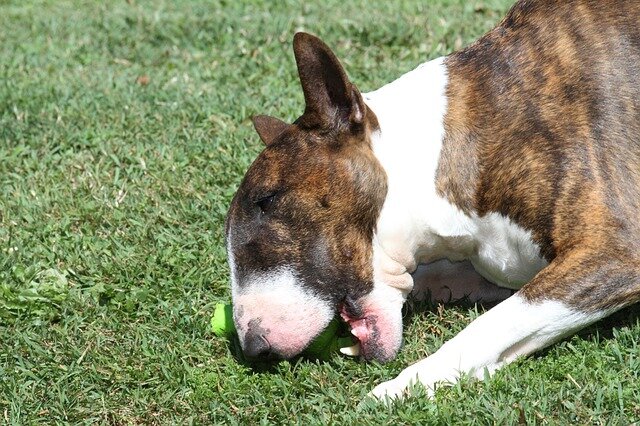 BULL TERRIER GIFTS