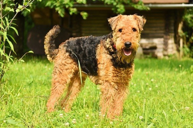 AIREDALE TERRIER GIFTS