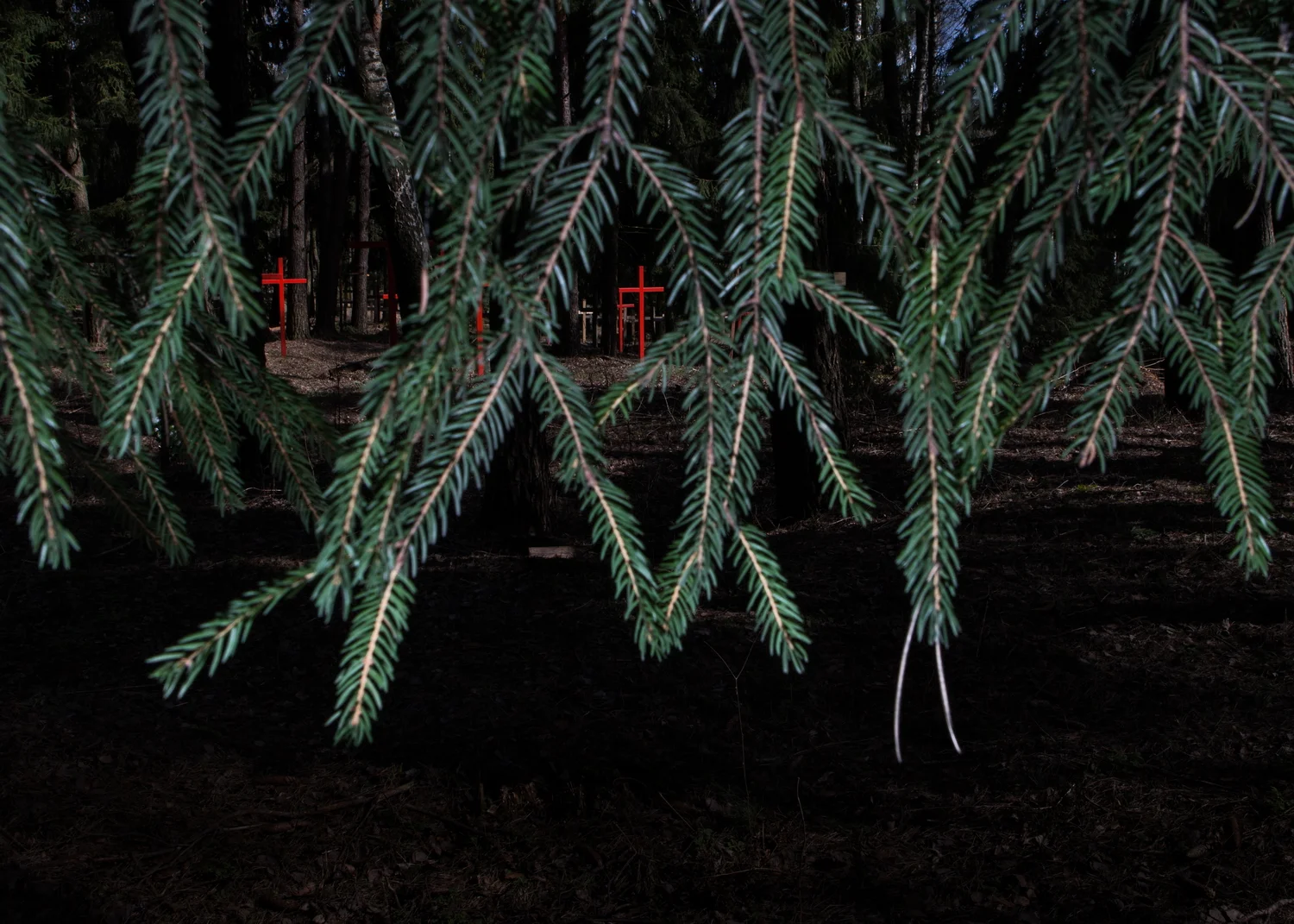 Maxim Sarychau, Blind Spot , 2017. A photo of the Kurapaty Forest near Minsk, a site of mass shootings during the Stalinist repressions of the 1930s. Courtesy of the artist.