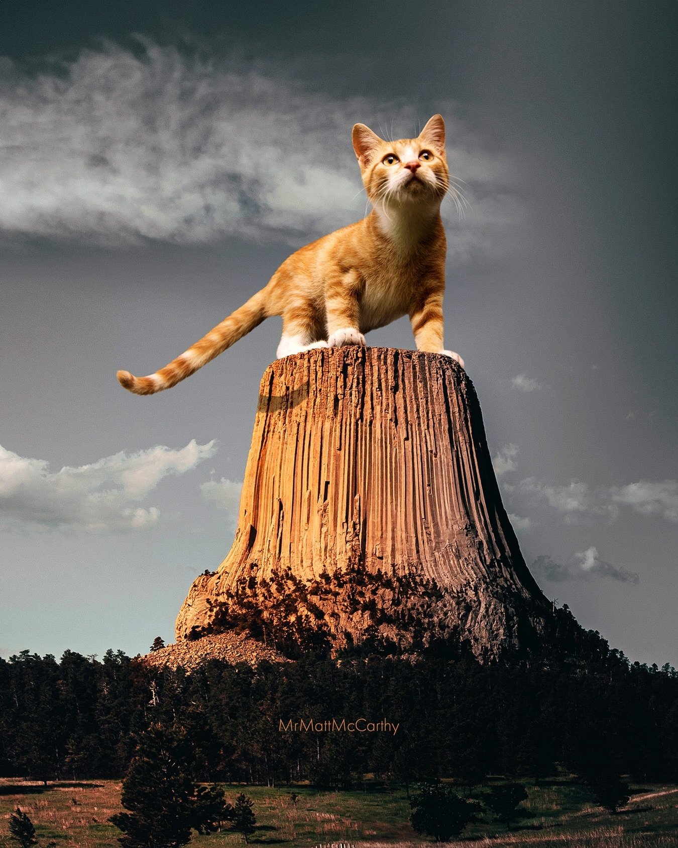 Close Encounters of the Purr&rsquo;d Kind 👽 

P.S. It&rsquo;s worth noting that the name Devil&rsquo;s Tower is a botched translation of the Lakota name for this butte, Mato Tipila, which means &ldquo;Bear&rsquo;s Lodge.&rdquo; Just wanted to make s