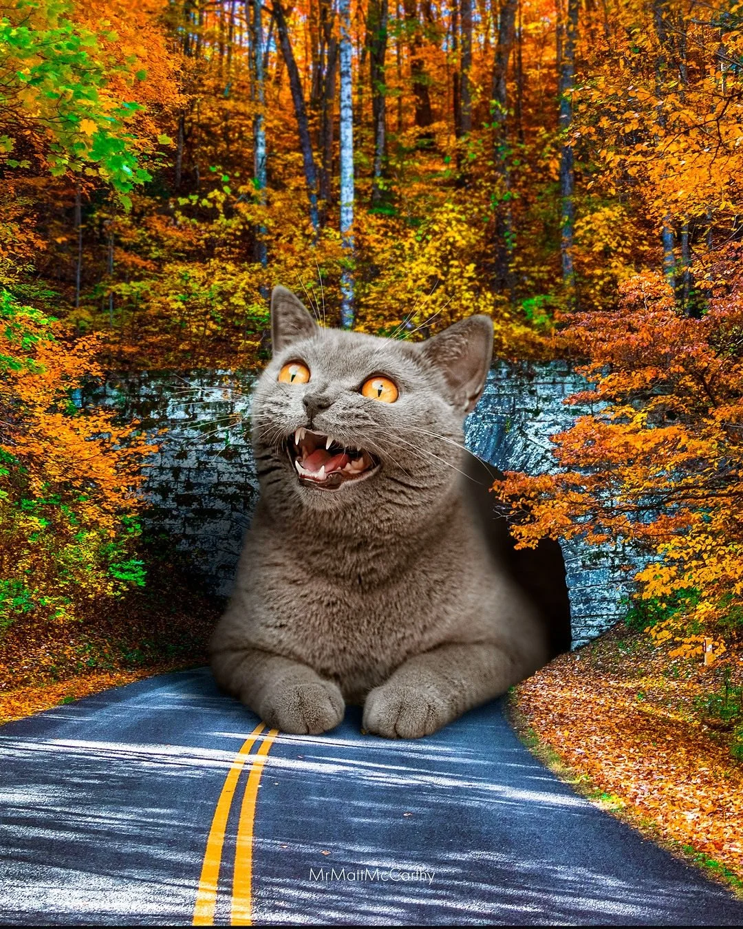 Who Dares Disturb Pumpkin Pie&rsquo;s Slumber?! 🍁 This is the November poster cat in my &lsquo;25 calendar and if you grabbed one last year you get to spend all month with this grumpy cutie. I promise you that next year&rsquo;s calendar is full of c