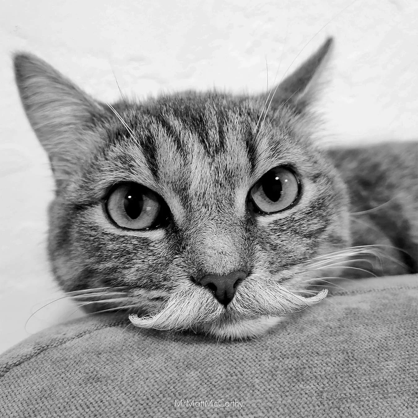 Simon preferred the finer things in life: solid white albacore tuna, a full-bodied Bordeaux, and a long nap on the couch.