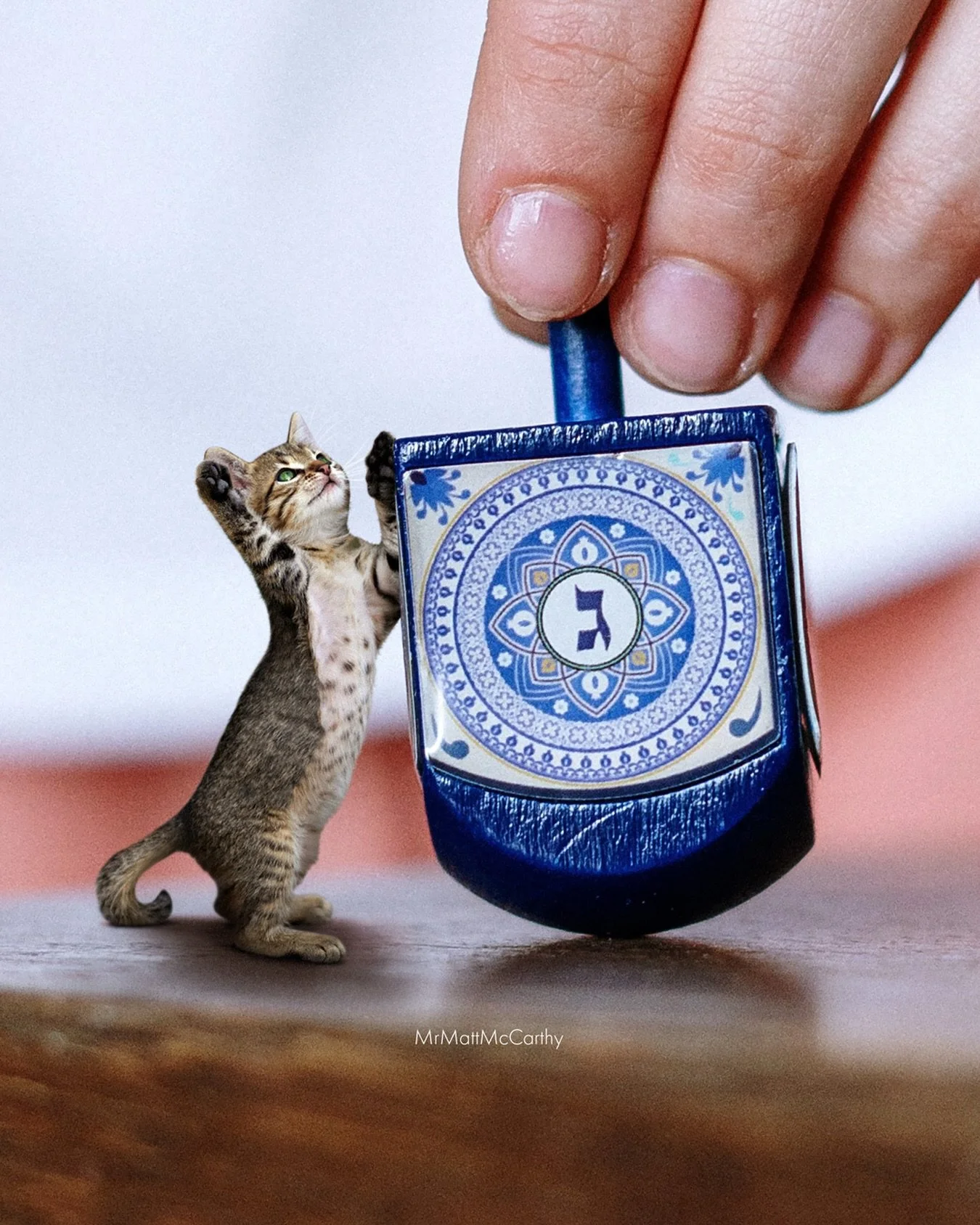 Did you know micro cats love dreidels? It&rsquo;s a fact! 💙 Wishing a happy beginning of Hanukkah to those who celebrate, and a lovely week ahead to those who do not.
