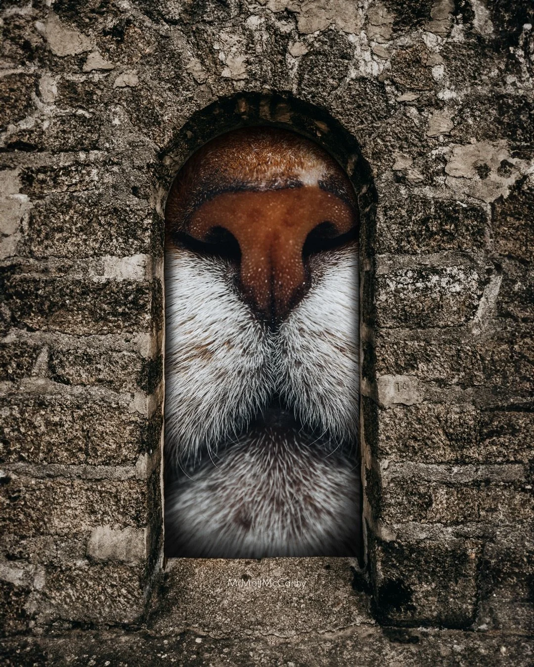 Cats at the Window 🪟 Which one are you letting in, 1-7? Some of these may be new to you. I was going through my works in progress folder and noticed a few window pieces so I finished them up and included them here!