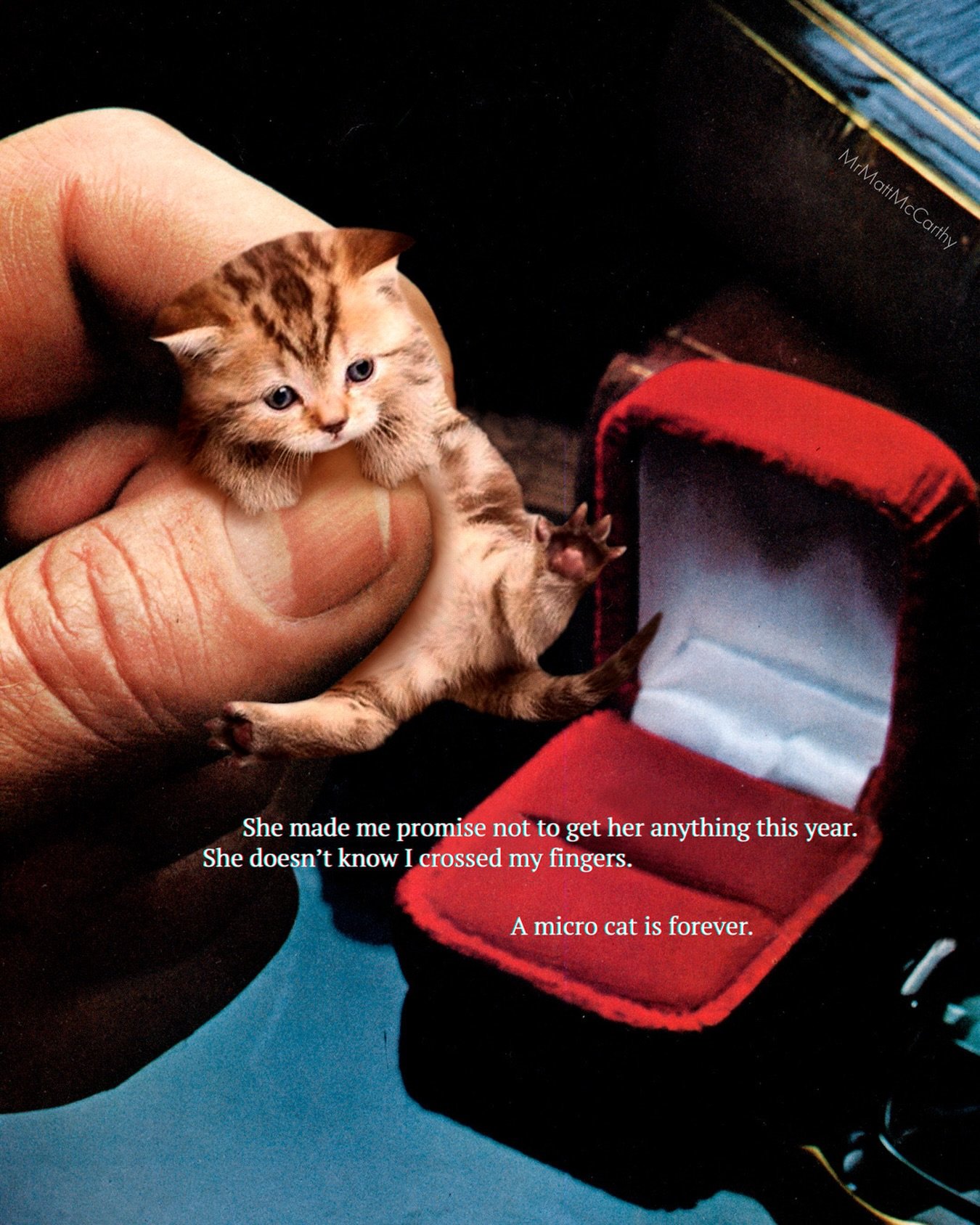 A MicroCat is Forever ♾️ Need the purrfect Valentine&rsquo;s present for the cat lover in your life? Head over to my shop for a fun collection of prints, stickers, cards, and other cat gifts that are sure to make them purr.